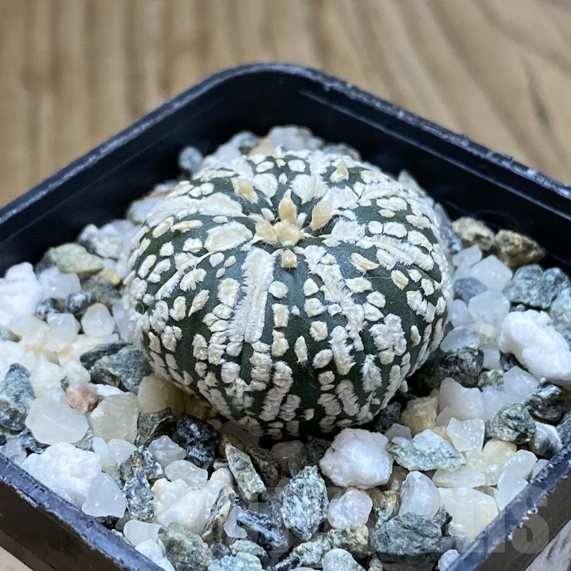 SH14562 Astrophytum asterias ‘Super Kabuto’ - Image 2
