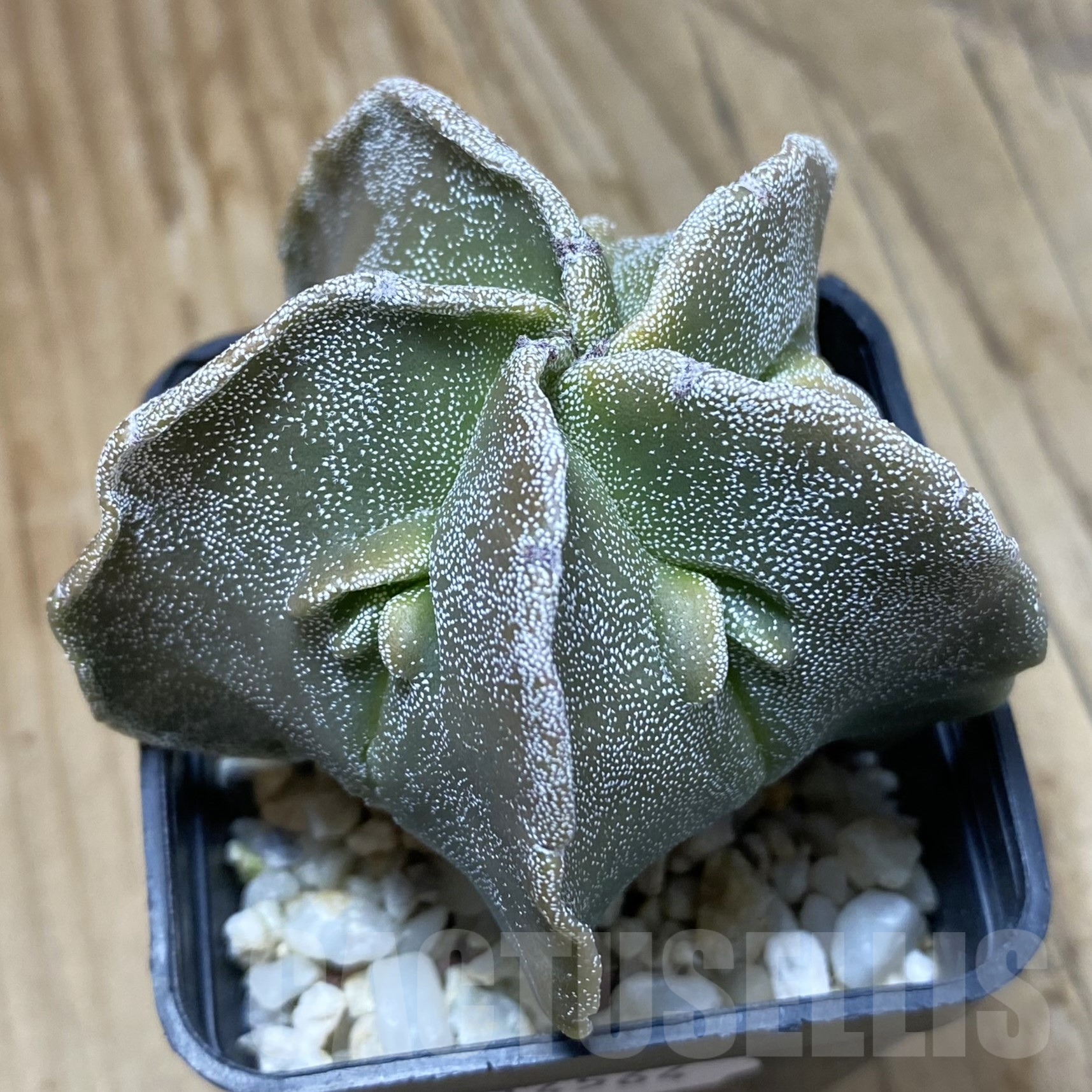 SH14564 Astrophytum myriostigma ‘Fukuryu’