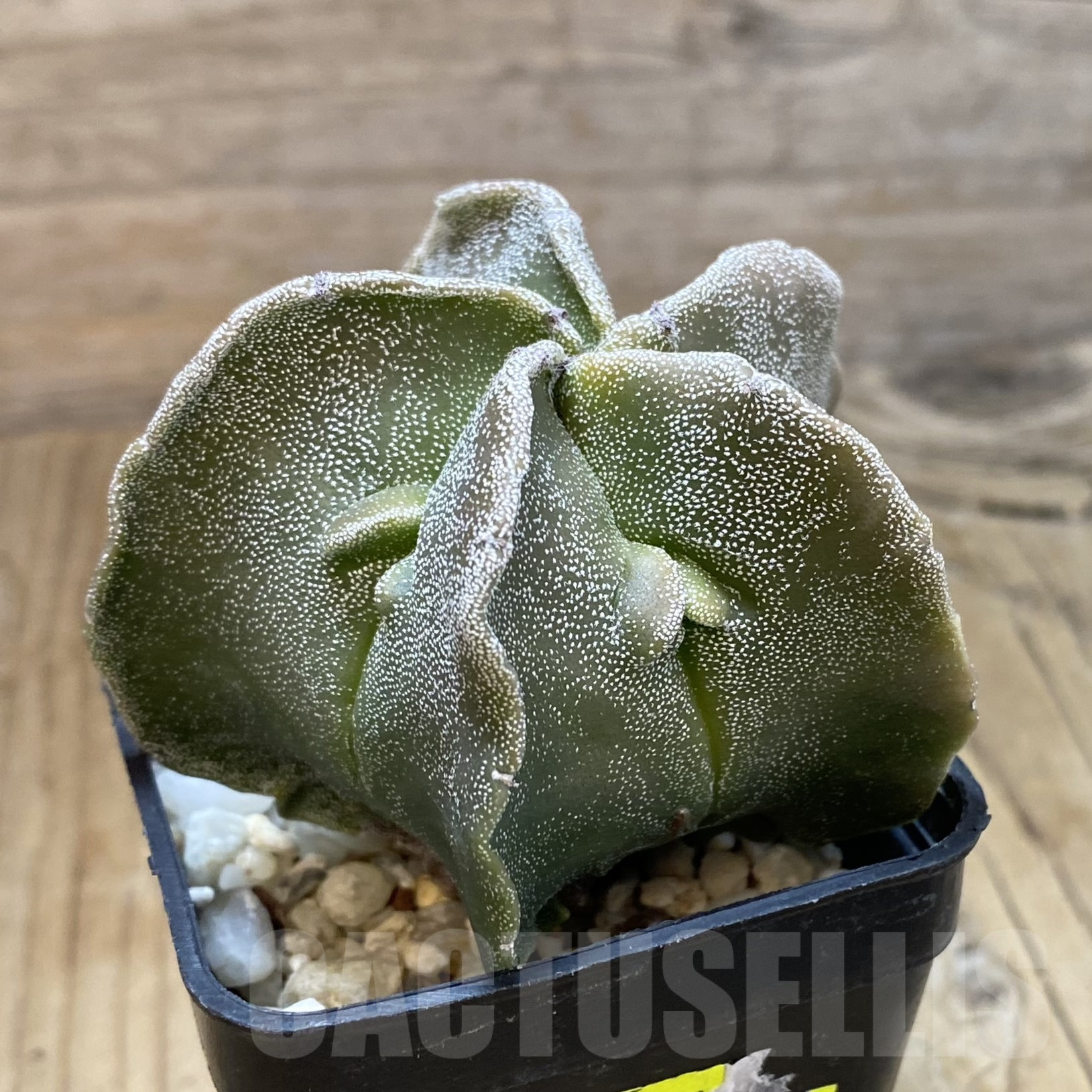 SH14564 Astrophytum myriostigma ‘Fukuryu’ - Image 2