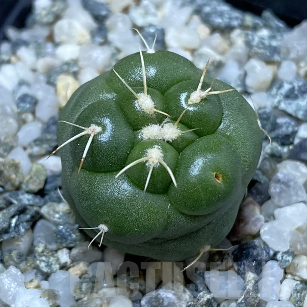 SH14567 Coryphantha elephantidens 'inermis' - Image 2