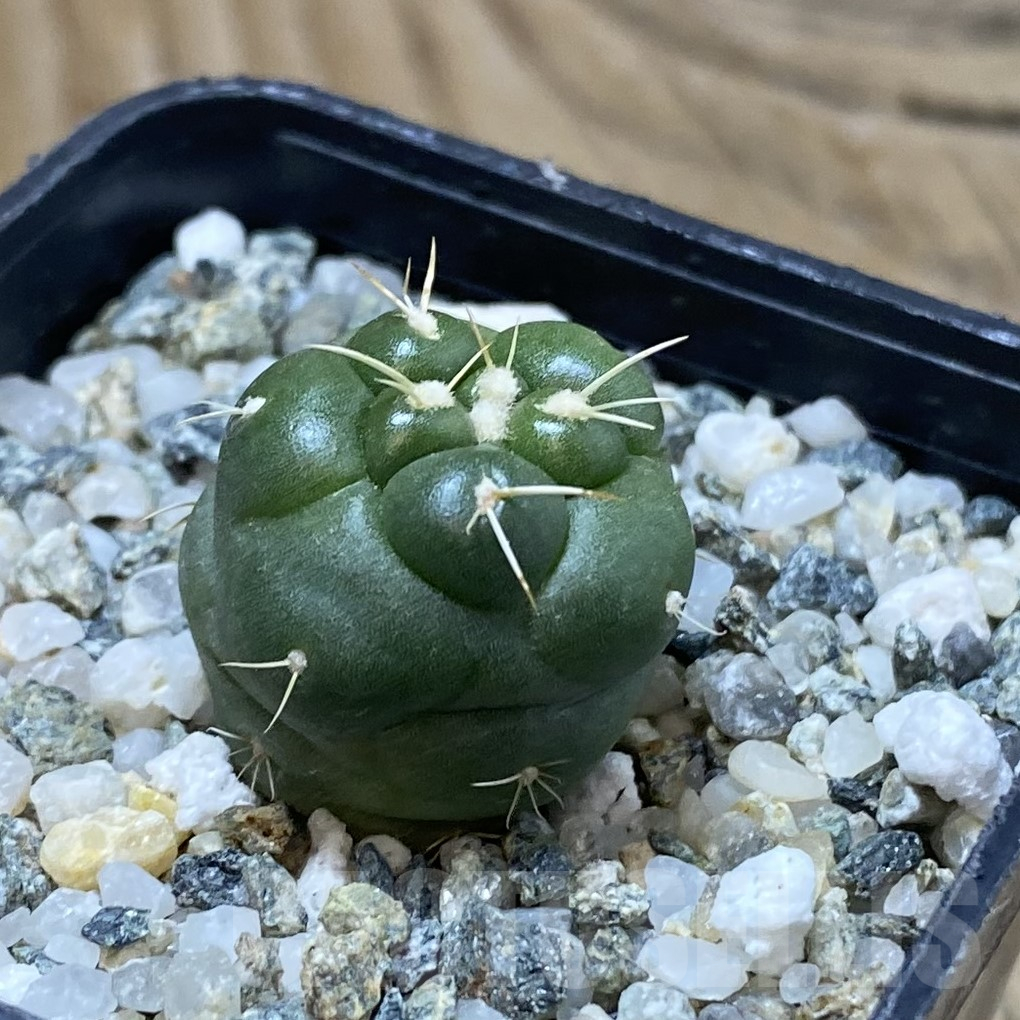 SH14567 Coryphantha elephantidens 'inermis' - Image 3