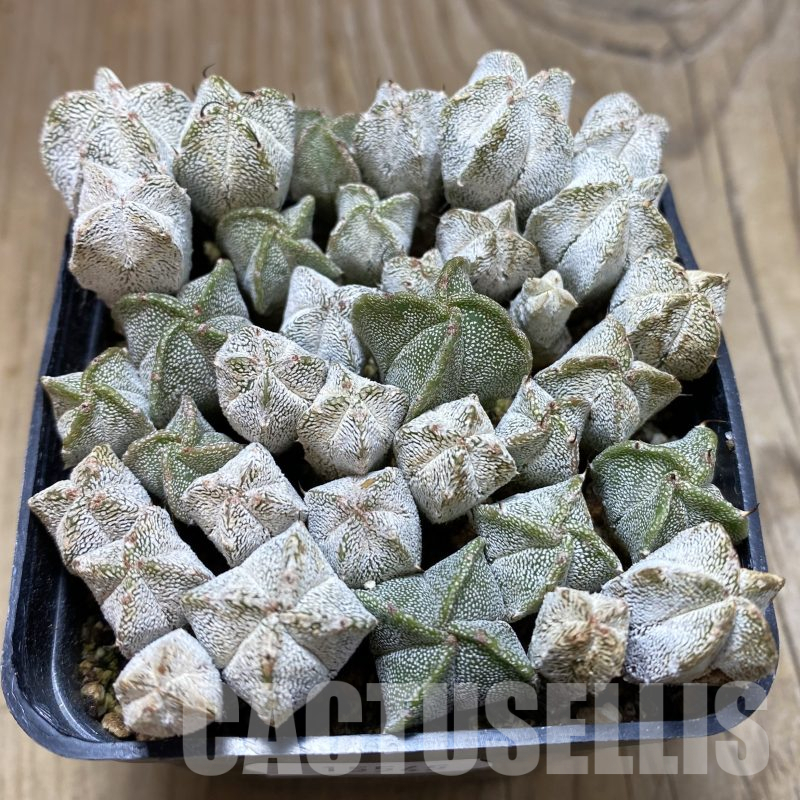 SH15545 Astrophytum myriostigma ‘Onzuka’ mix