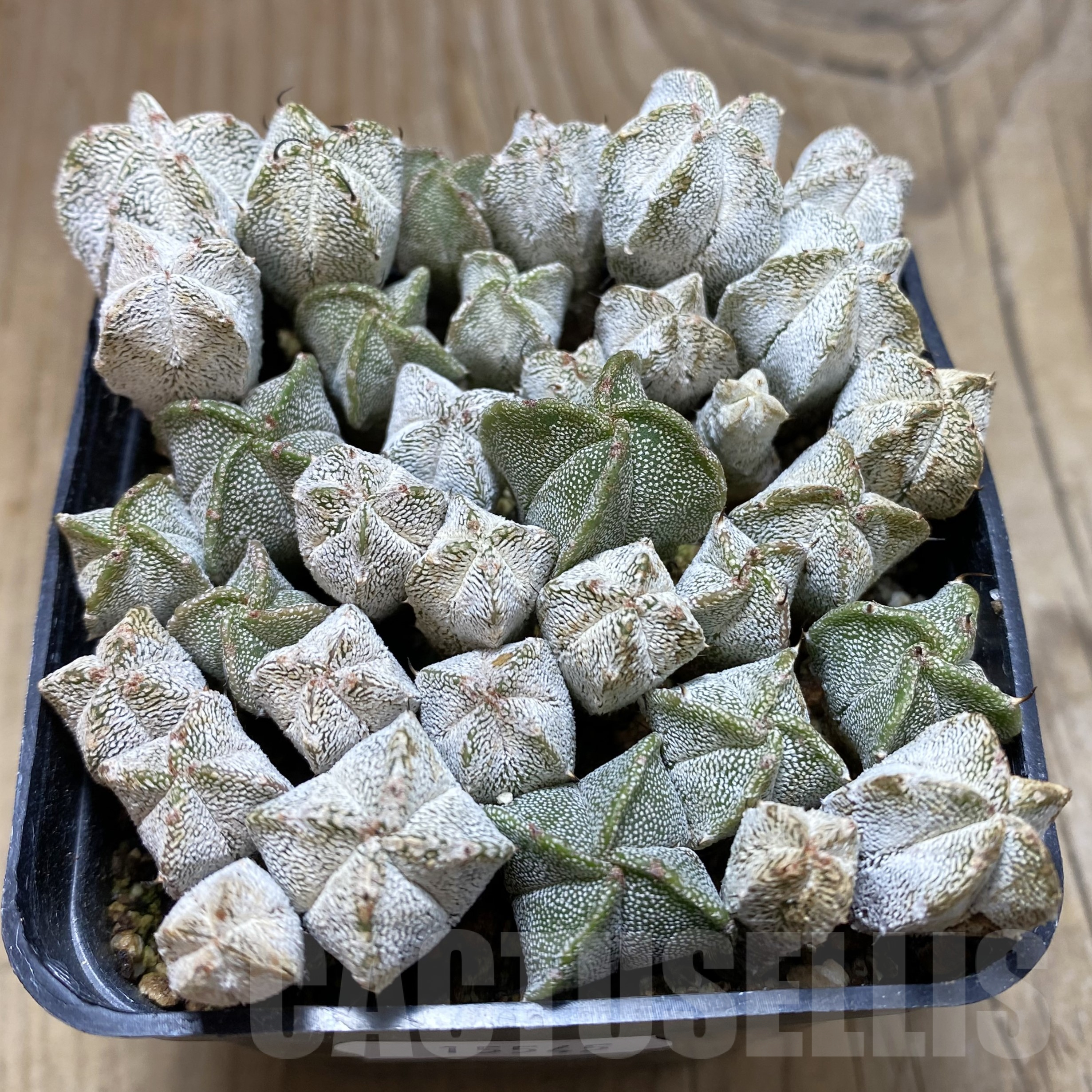 SH15545 Astrophytum myriostigma ‘Onzuka’ mix