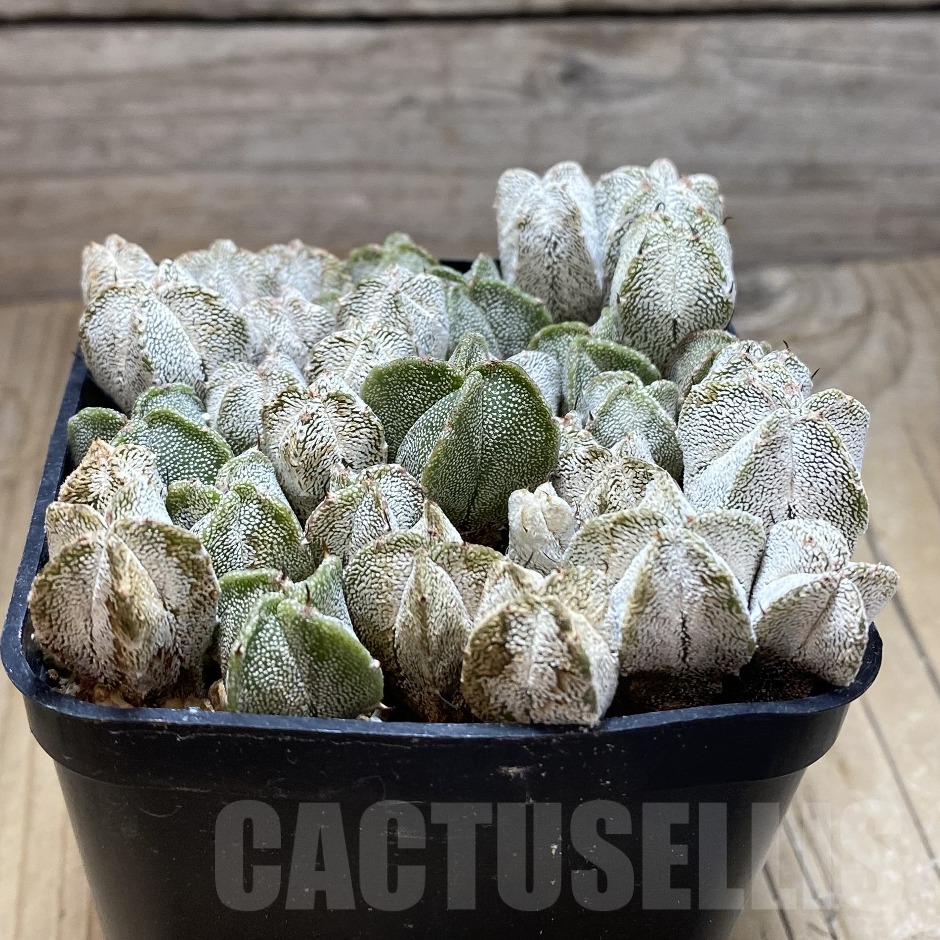 SH15545 Astrophytum myriostigma ‘Onzuka’ mix - Image 2