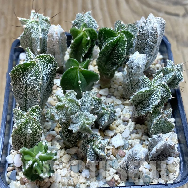 SH15546 Astrophytum myriostigma hybrid mix
