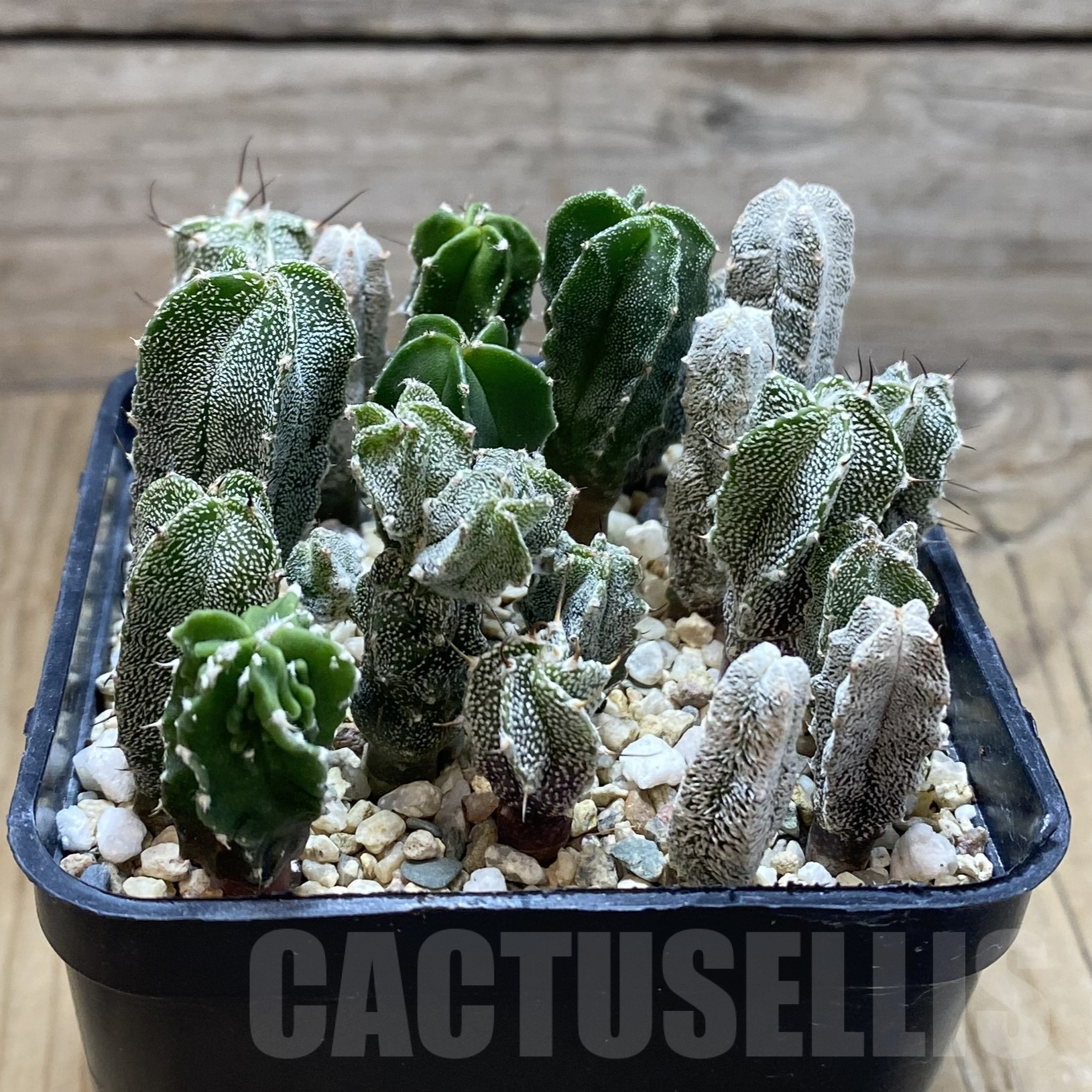 SH15546 Astrophytum myriostigma hybrid mix - Image 2
