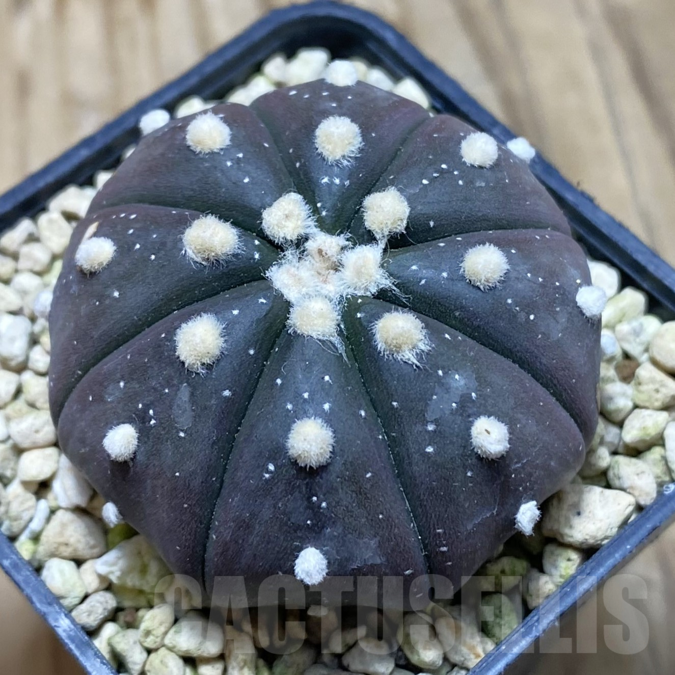 SH15549 Astrophytum asterias ‘Purple Skin’