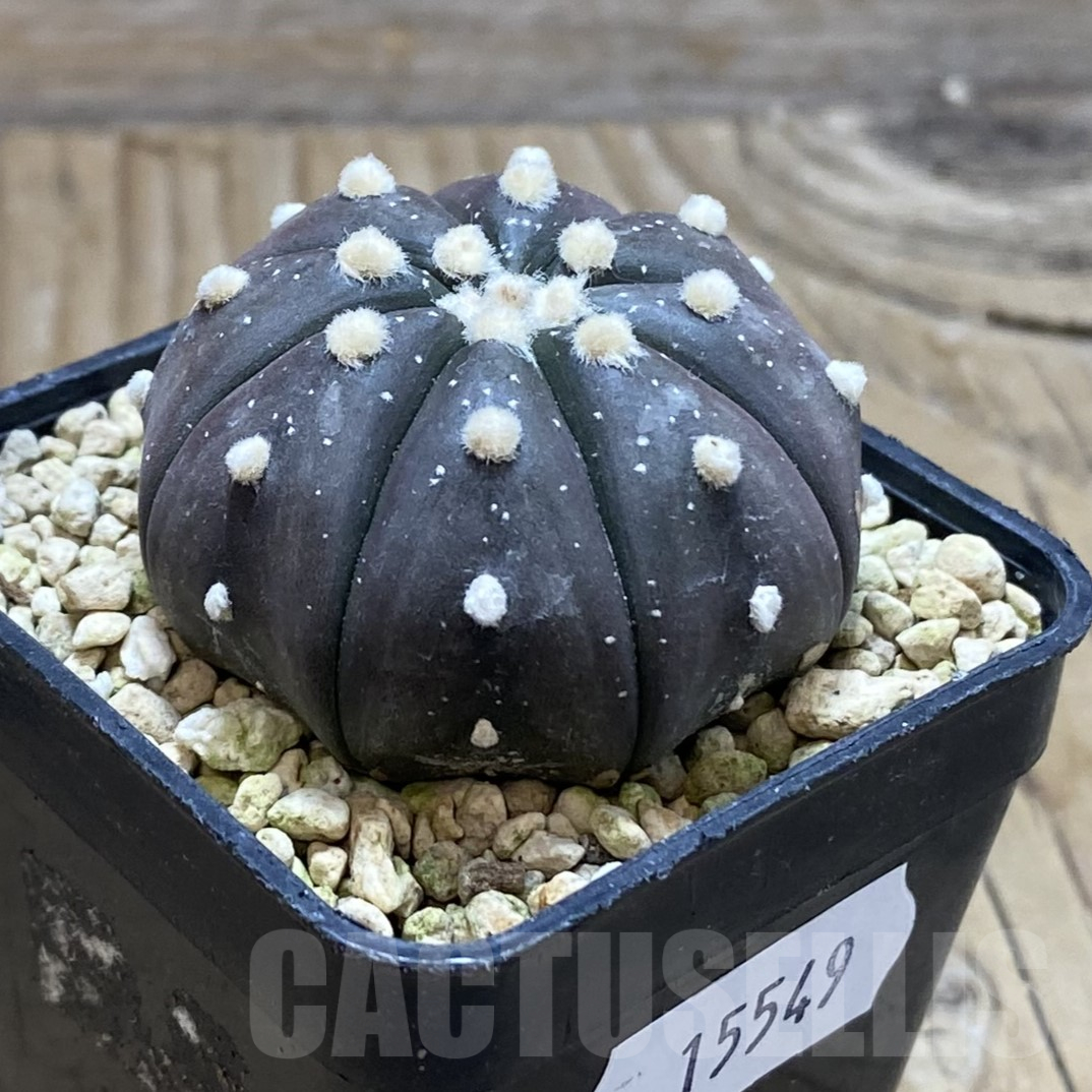 SH15549 Astrophytum asterias ‘Purple Skin’ - immagine 2