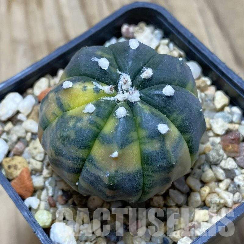 SH15551 Astrophytum asterias ‘Purple Skin’ f. variegata