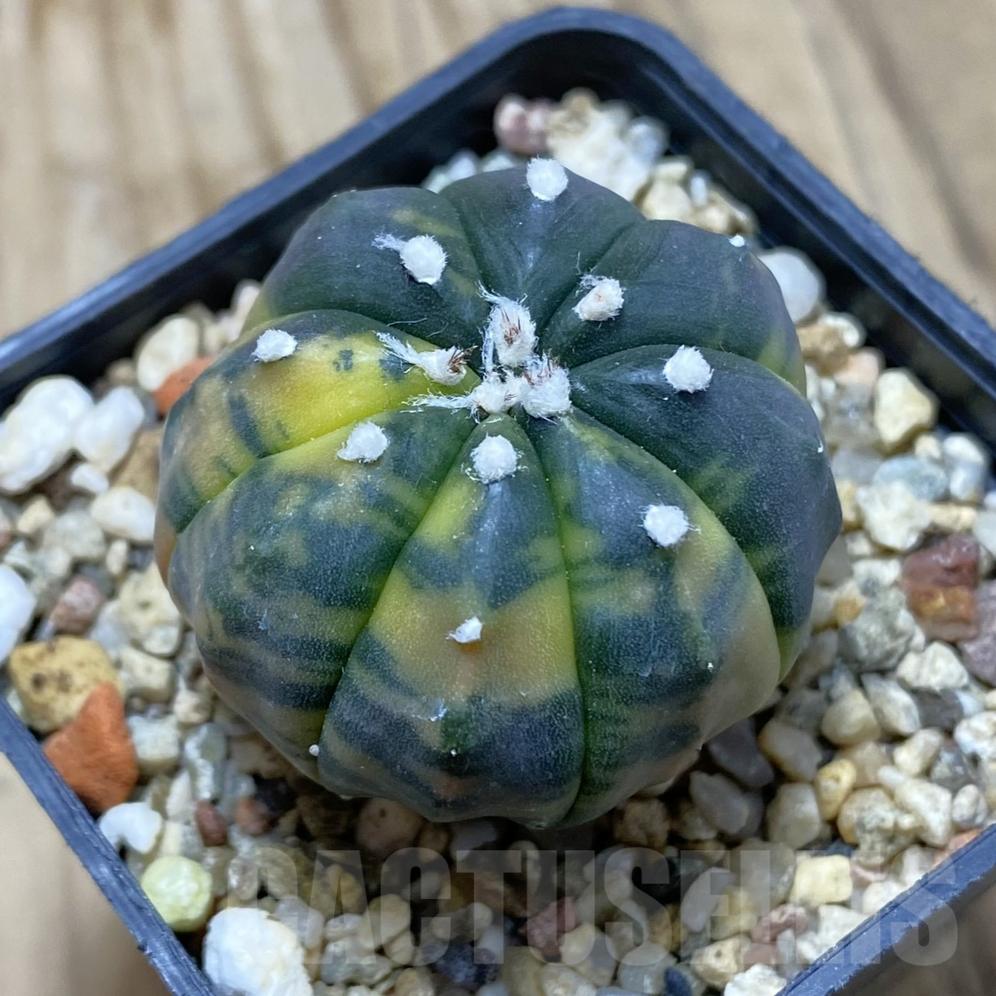 SH15551 Astrophytum asterias ‘Purple Skin’ f. variegata