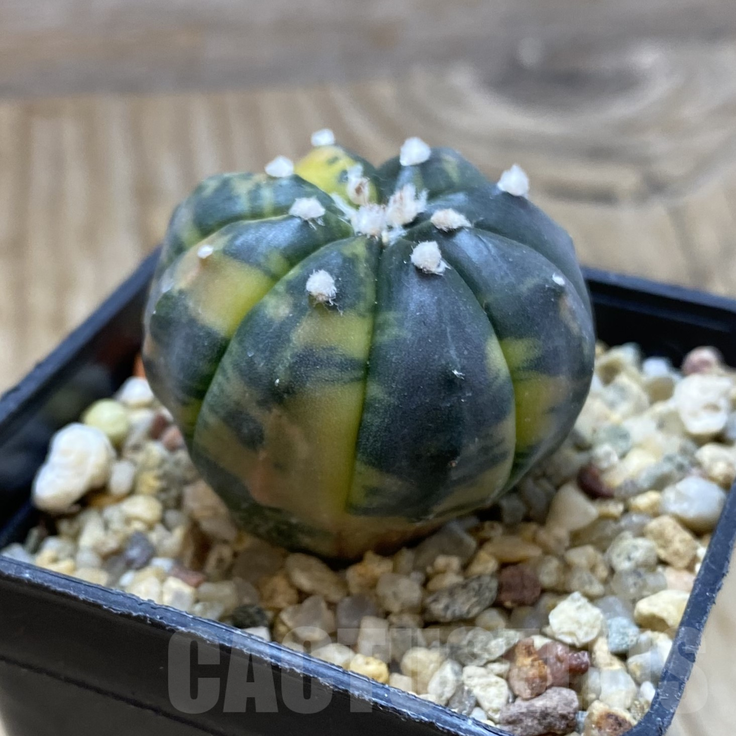 SH15551 Astrophytum asterias ‘Purple Skin’ f. variegata - immagine 2