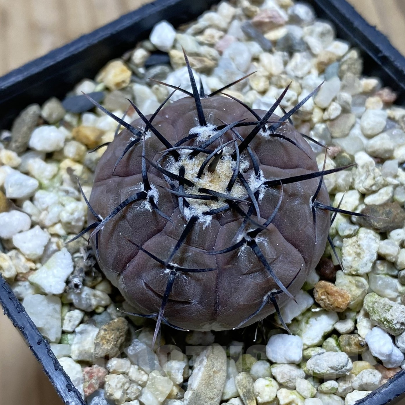 SH15552 Gymnocalycium esperanzae VG 1306