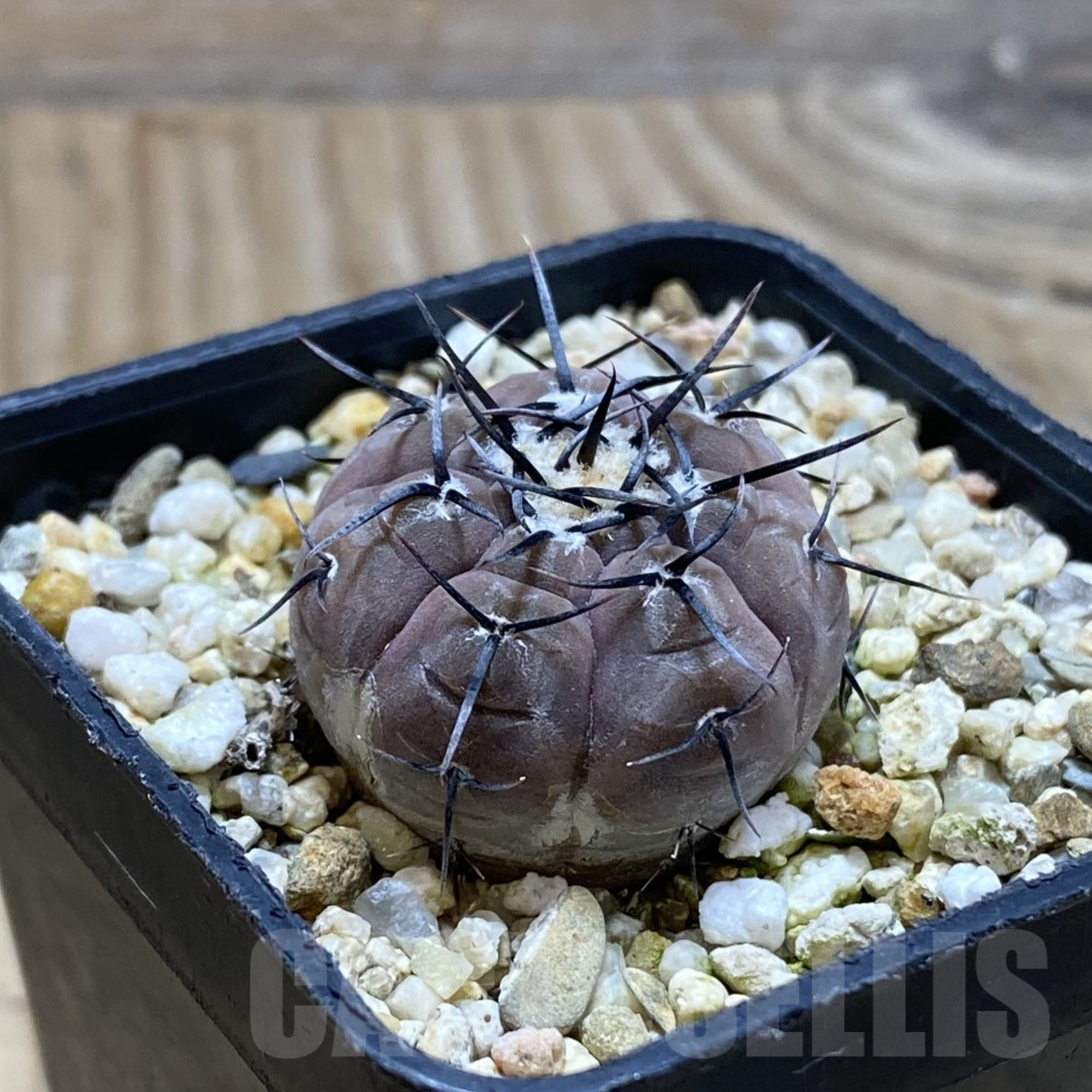 SH15552 Gymnocalycium esperanzae VG 1306 - immagine 2