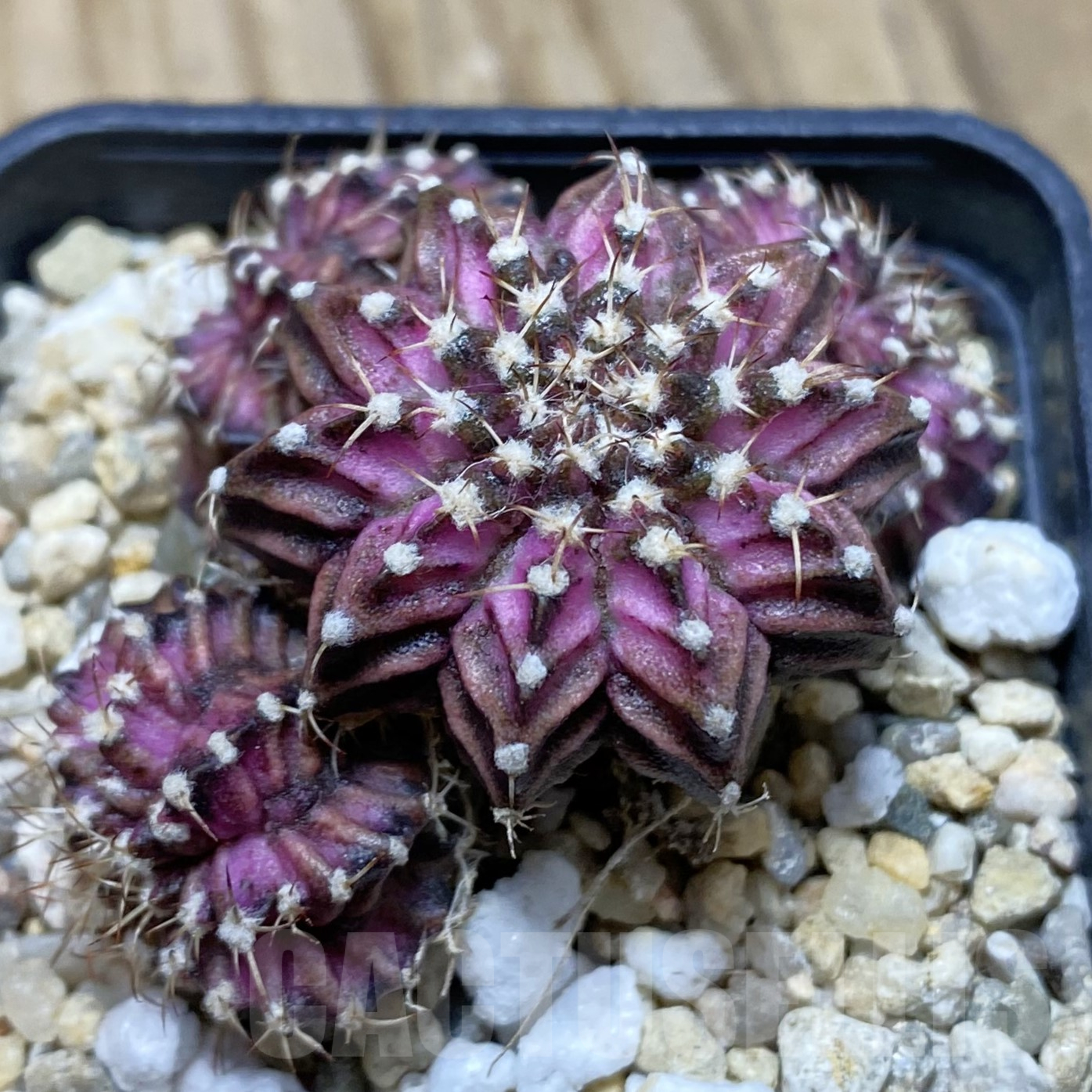 SH15553 Gymnocalycium mihanovichii 'T-Lux'