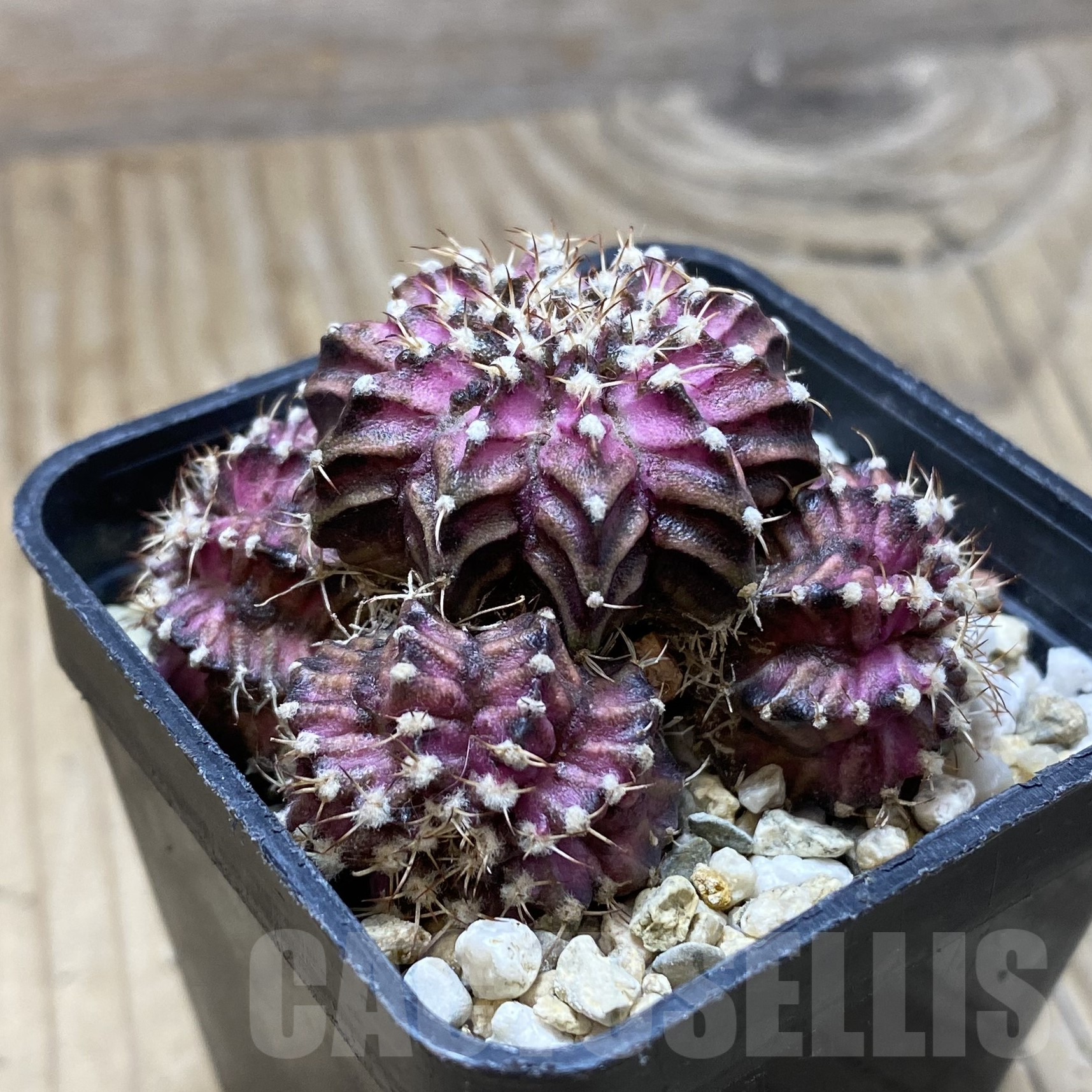 SH15553 Gymnocalycium mihanovichii 'T-Lux' - Image 2