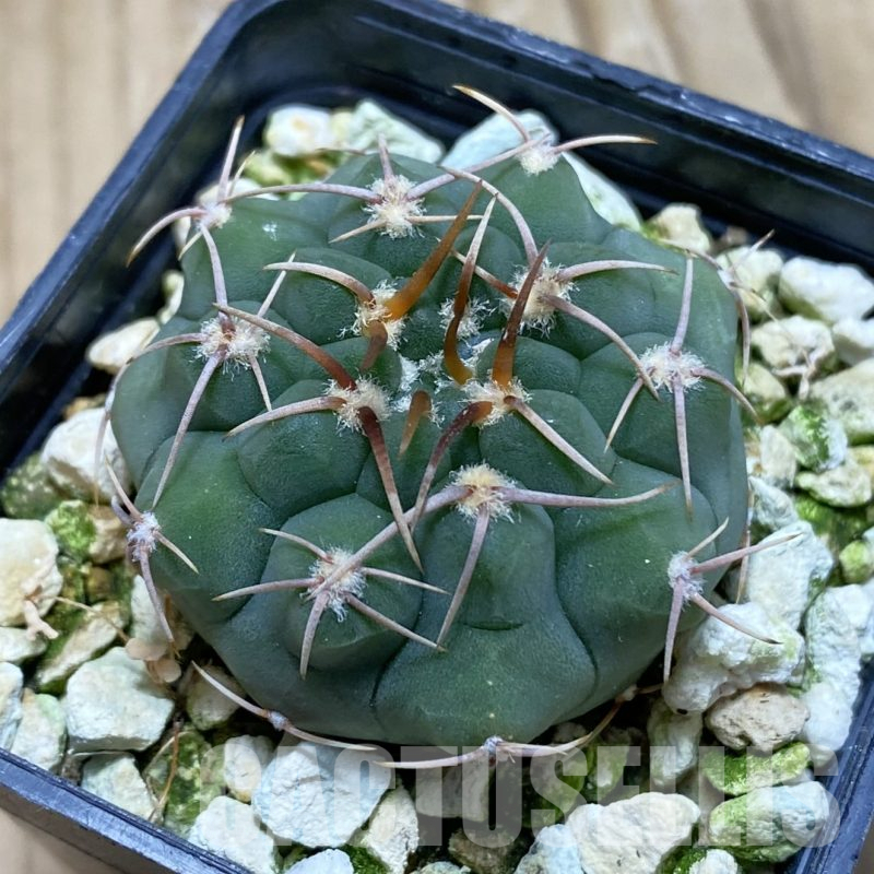 SH15554 Gymnocalycium ochoterenae VG 250