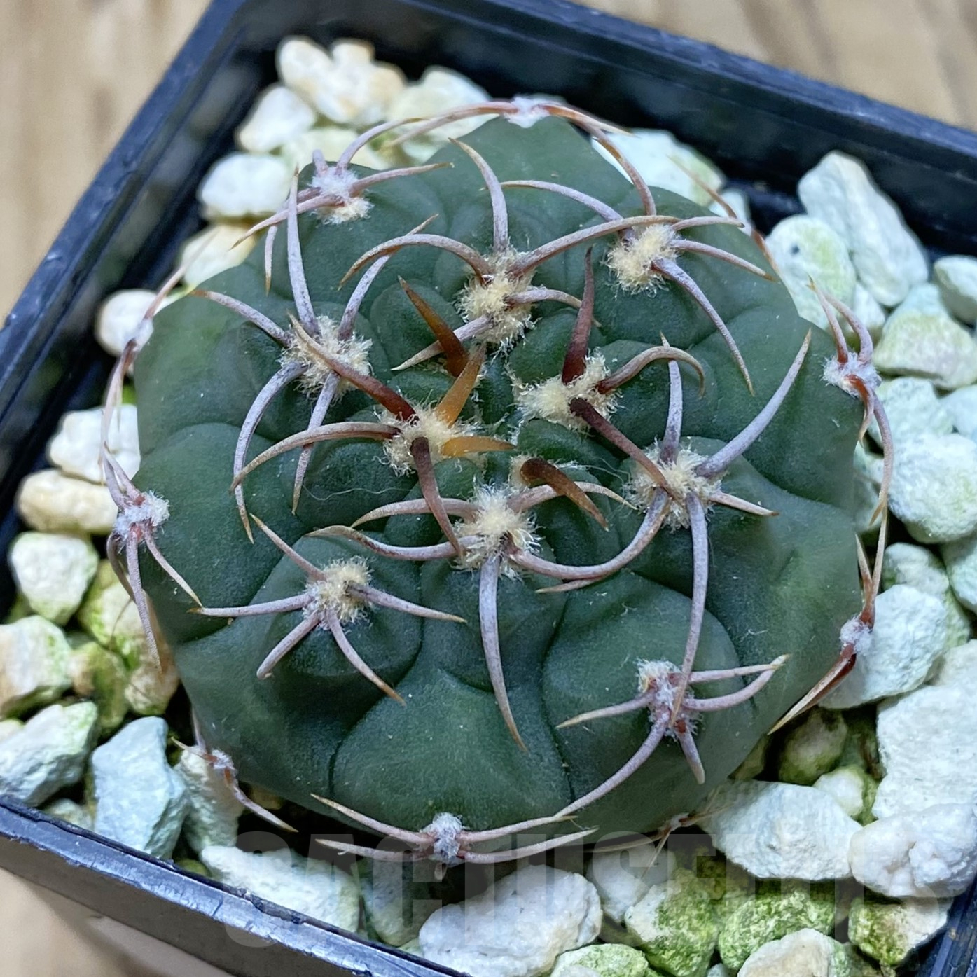SH15555 Gymnocalycium ochoterenae VG 250