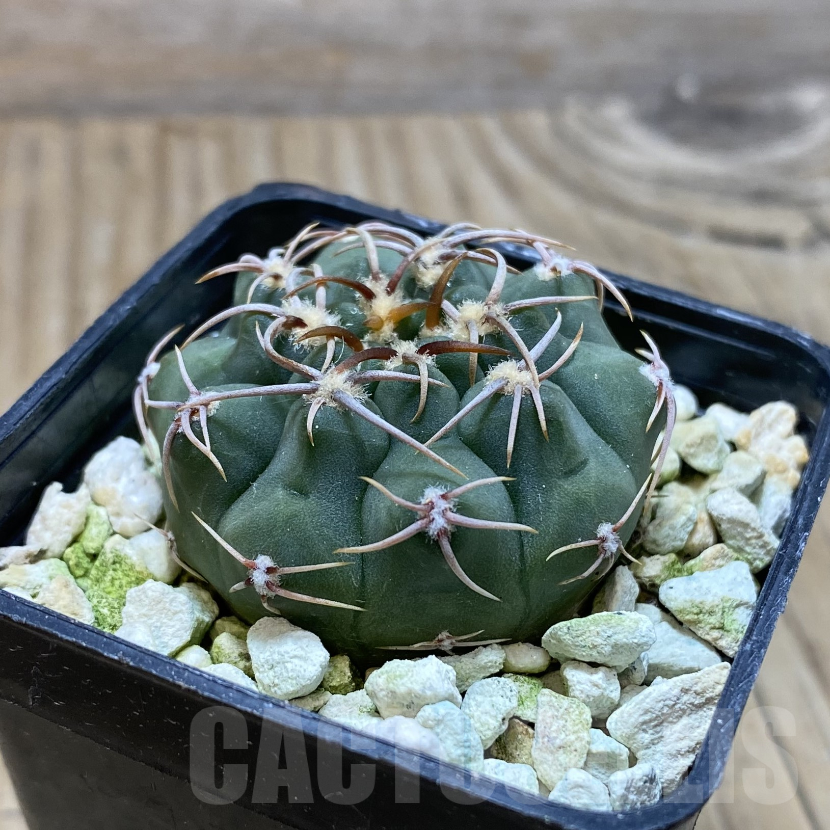SH15555 Gymnocalycium ochoterenae VG 250 - Image 2