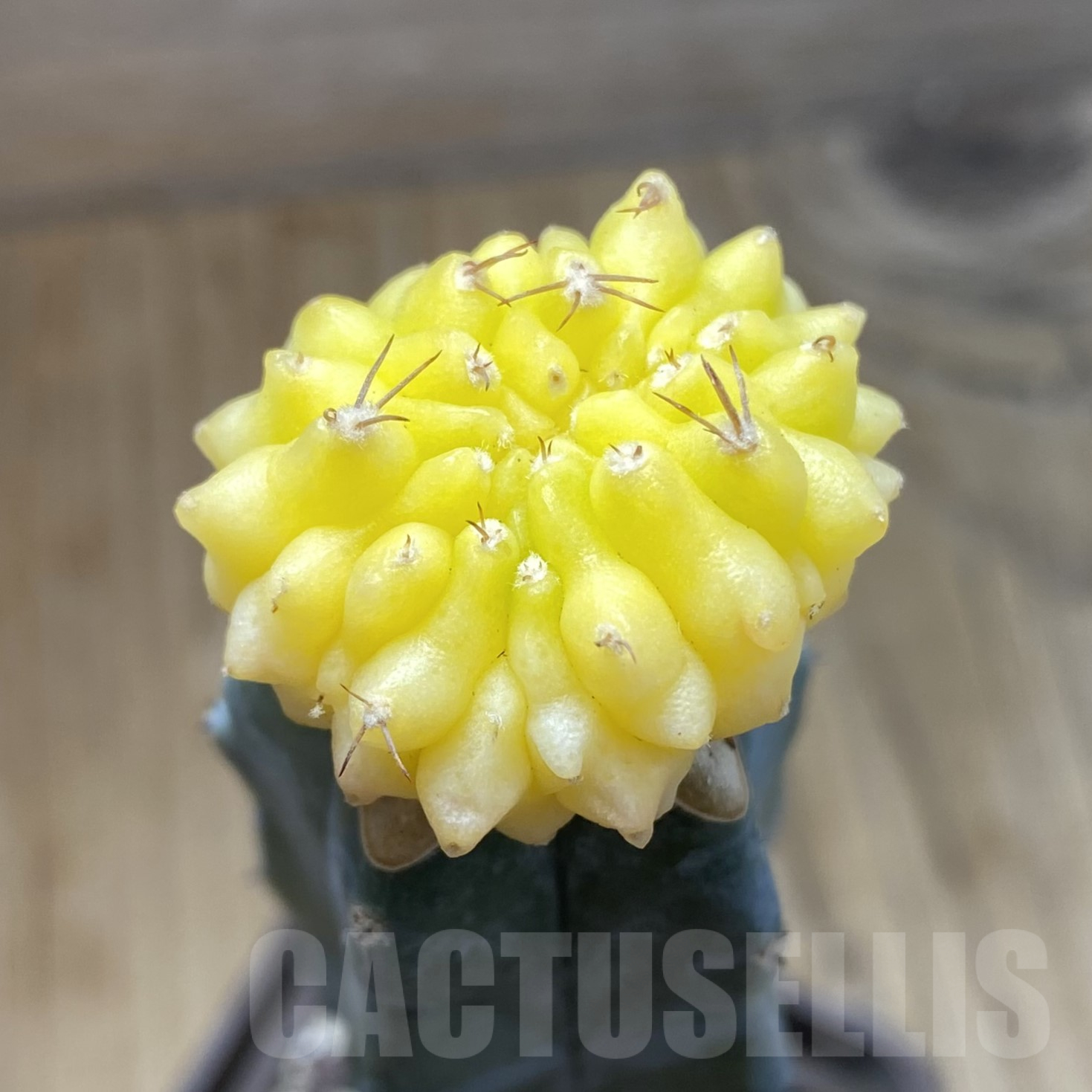 SH15558 Gymnocalycium mihanovichii ‘inermis’ f. variegata, grafted