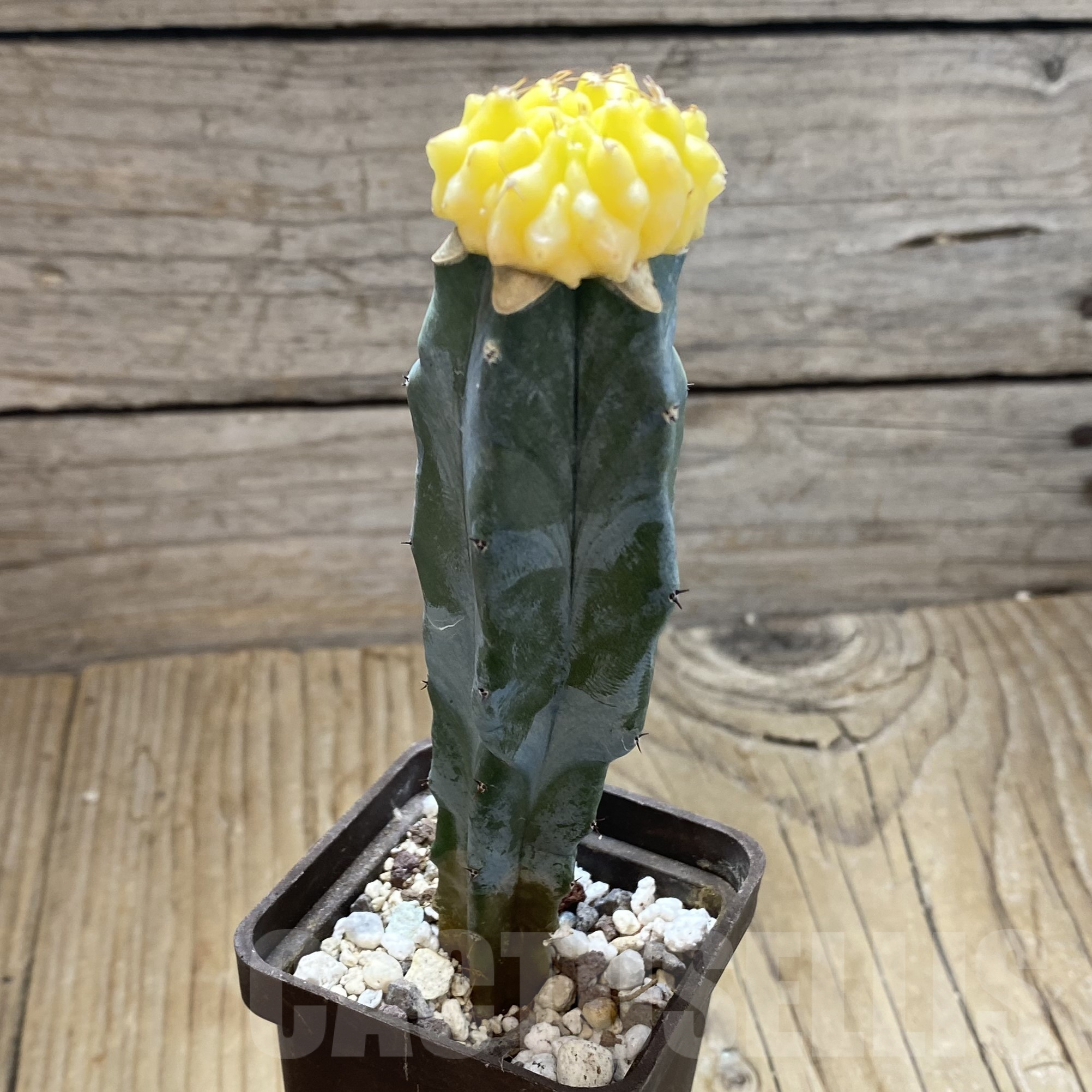 SH15558 Gymnocalycium mihanovichii ‘inermis’ f. variegata, grafted - Image 2