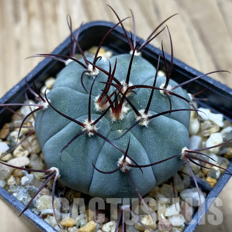 SH15560 Gymnocalycium cabreraense VOS 2122