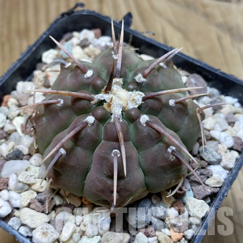 SH15561 Gymnocalycium vatteri -Long spines-