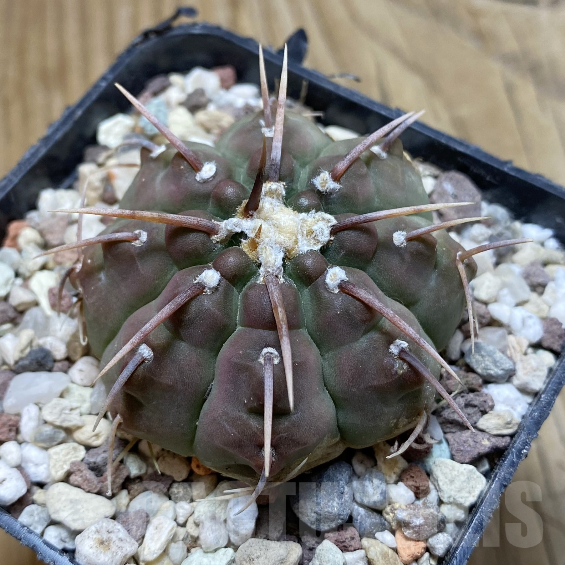 SH15561 Gymnocalycium vatteri -Long spines-