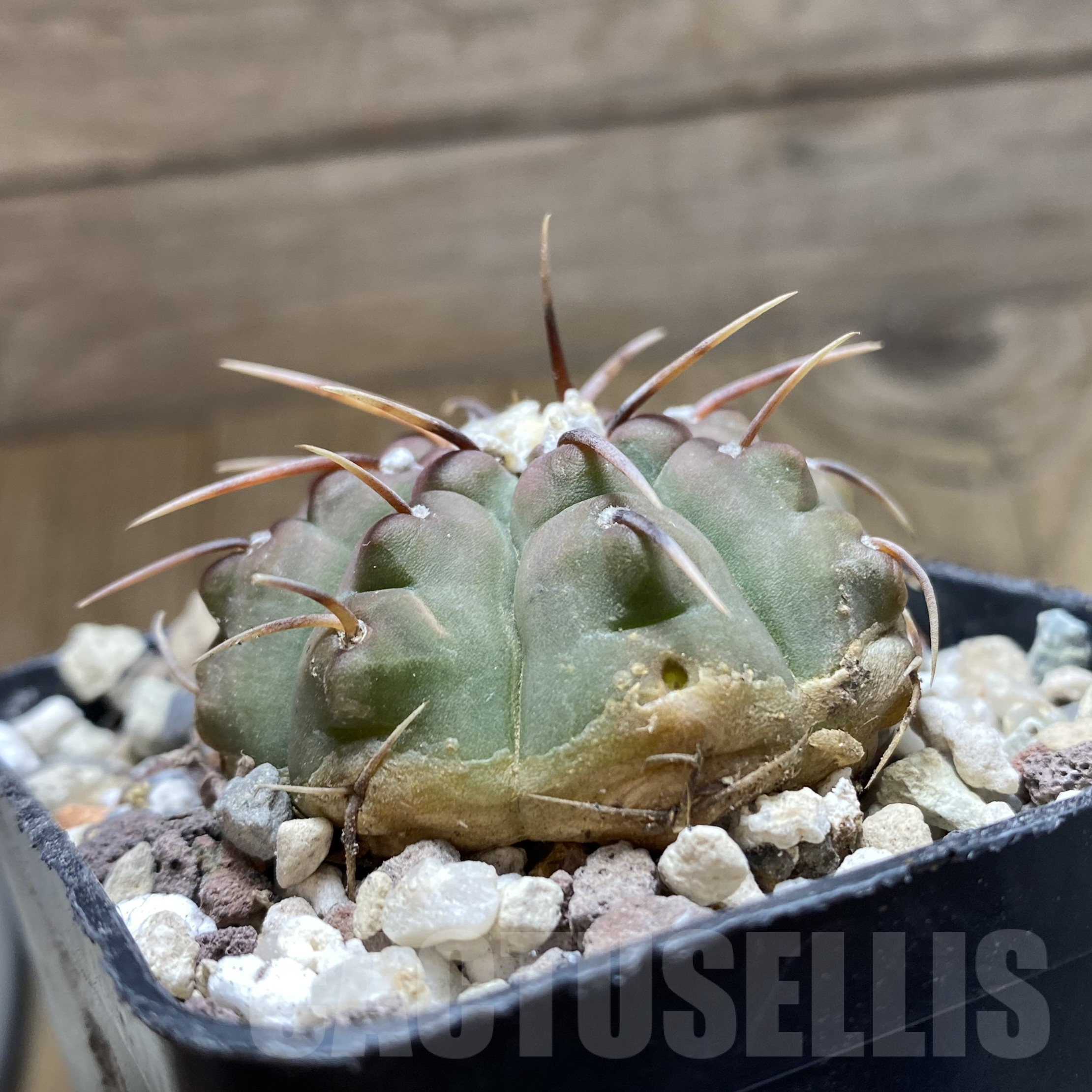 SH15561 Gymnocalycium vatteri -Long spines- - Image 2