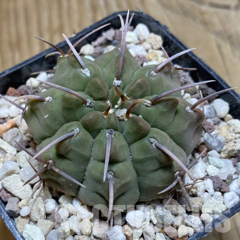 SH15563 Gymnocalycium vatteri -Long spines-