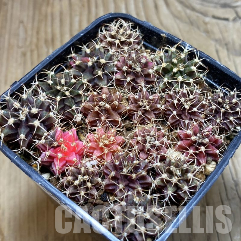 SH15567 Gymnocalycium mihanovichii f. variegata mix