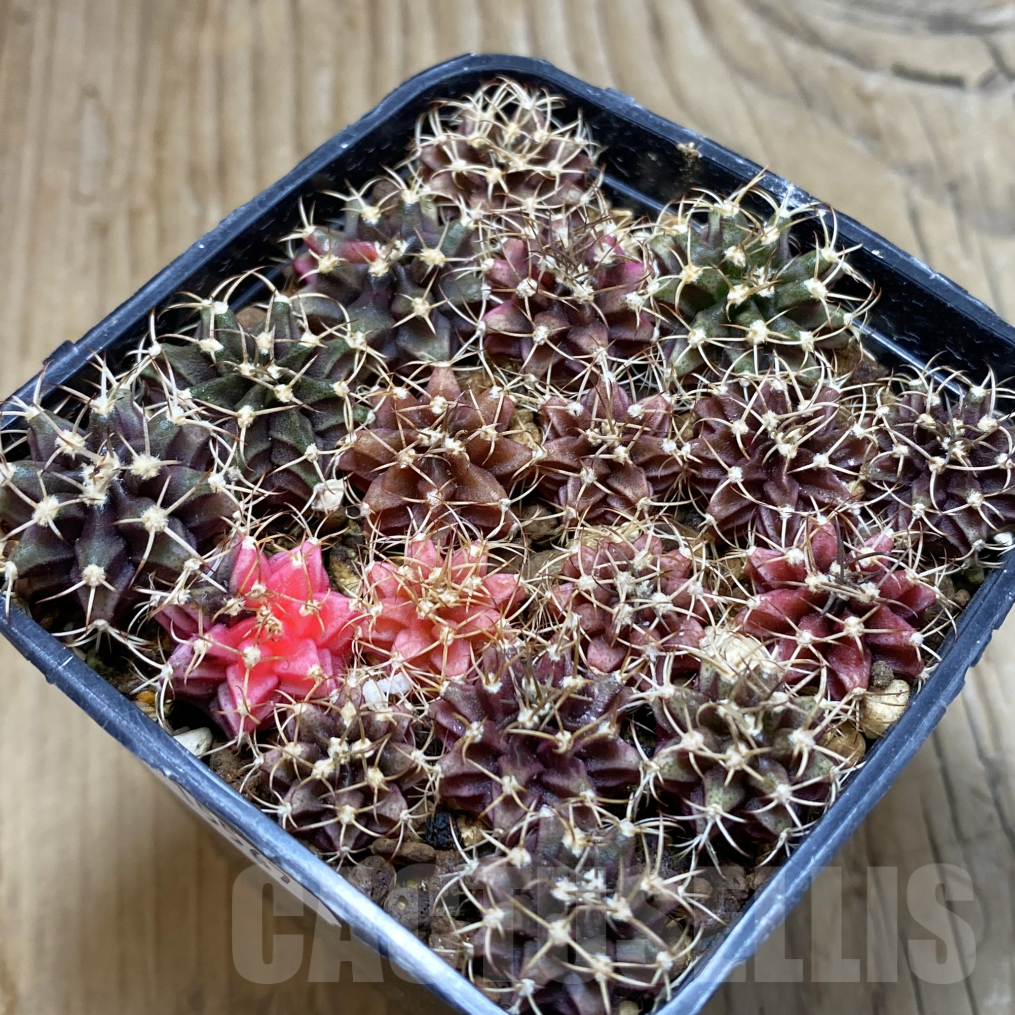 SH15567 Gymnocalycium mihanovichii f. variegata mix