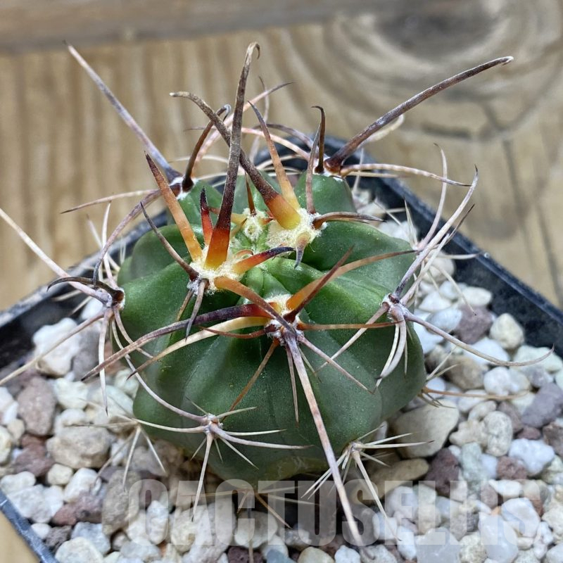 SH15569 Lobivia ferox