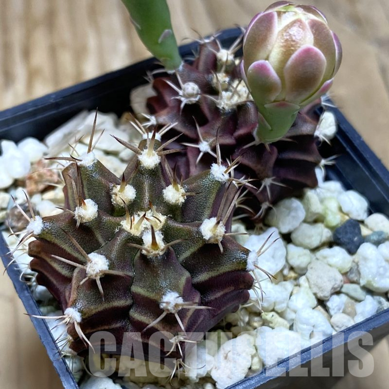 SH15577 Gymnocalycium mihanovichii 'Hibotan' hybrid, 2 plants