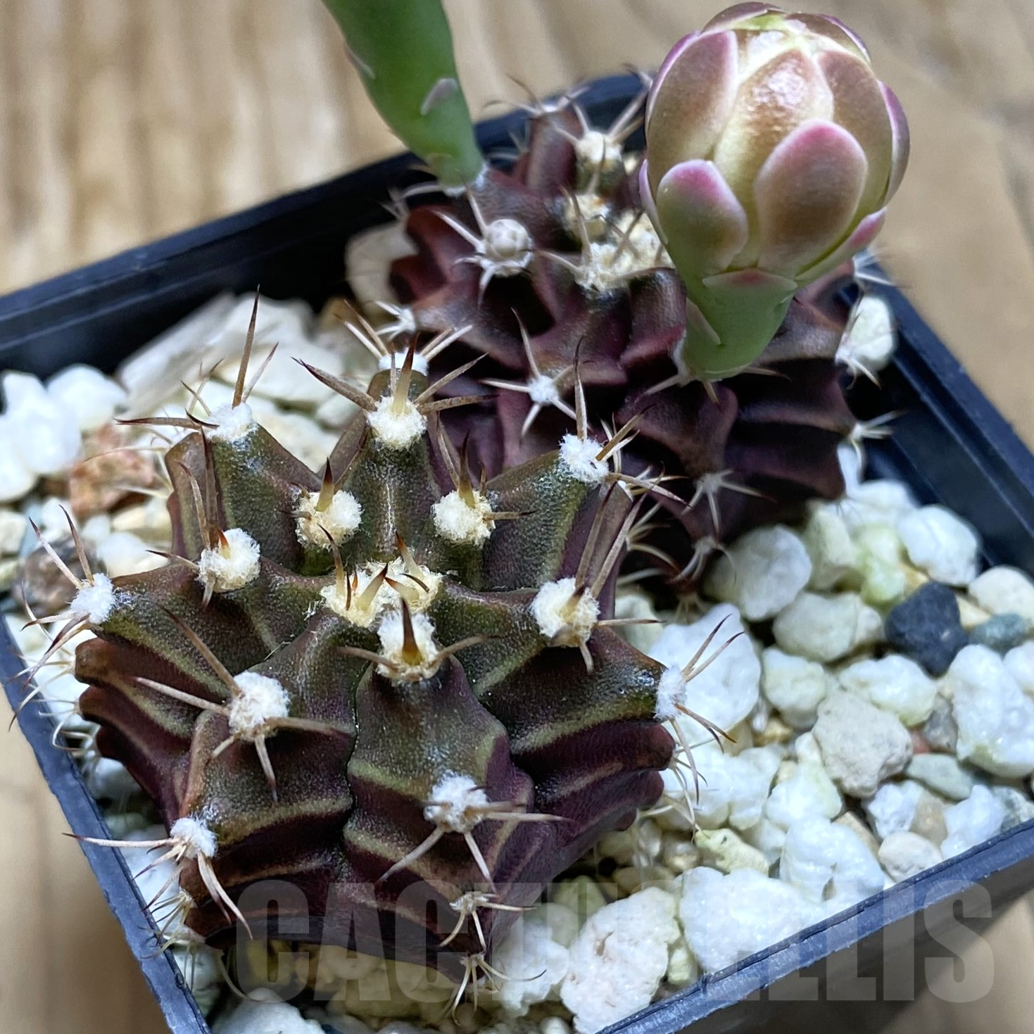 SH15577 Gymnocalycium mihanovichii 'Hibotan' hybrid, 2 plants