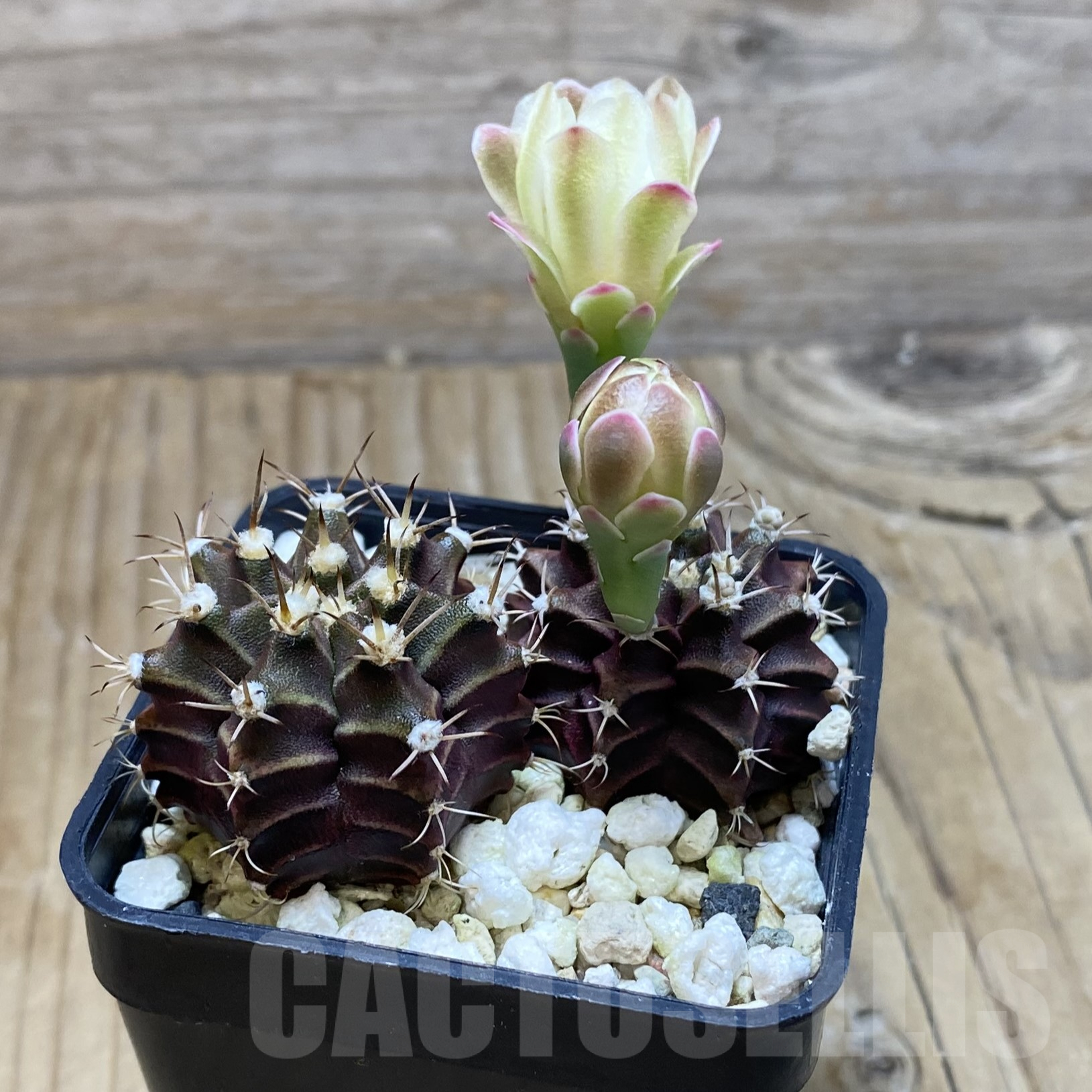 SH15577 Gymnocalycium mihanovichii 'Hibotan' hybrid, 2 plants - Image 2