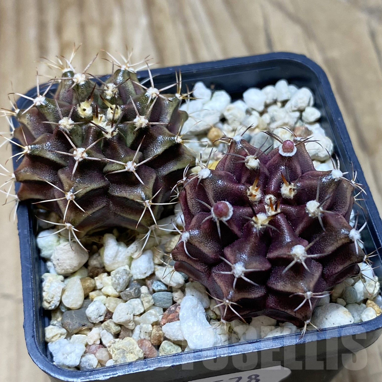 SH15578 Gymnocalycium mihanovichii 'Hibotan' hybrid, 2 plants