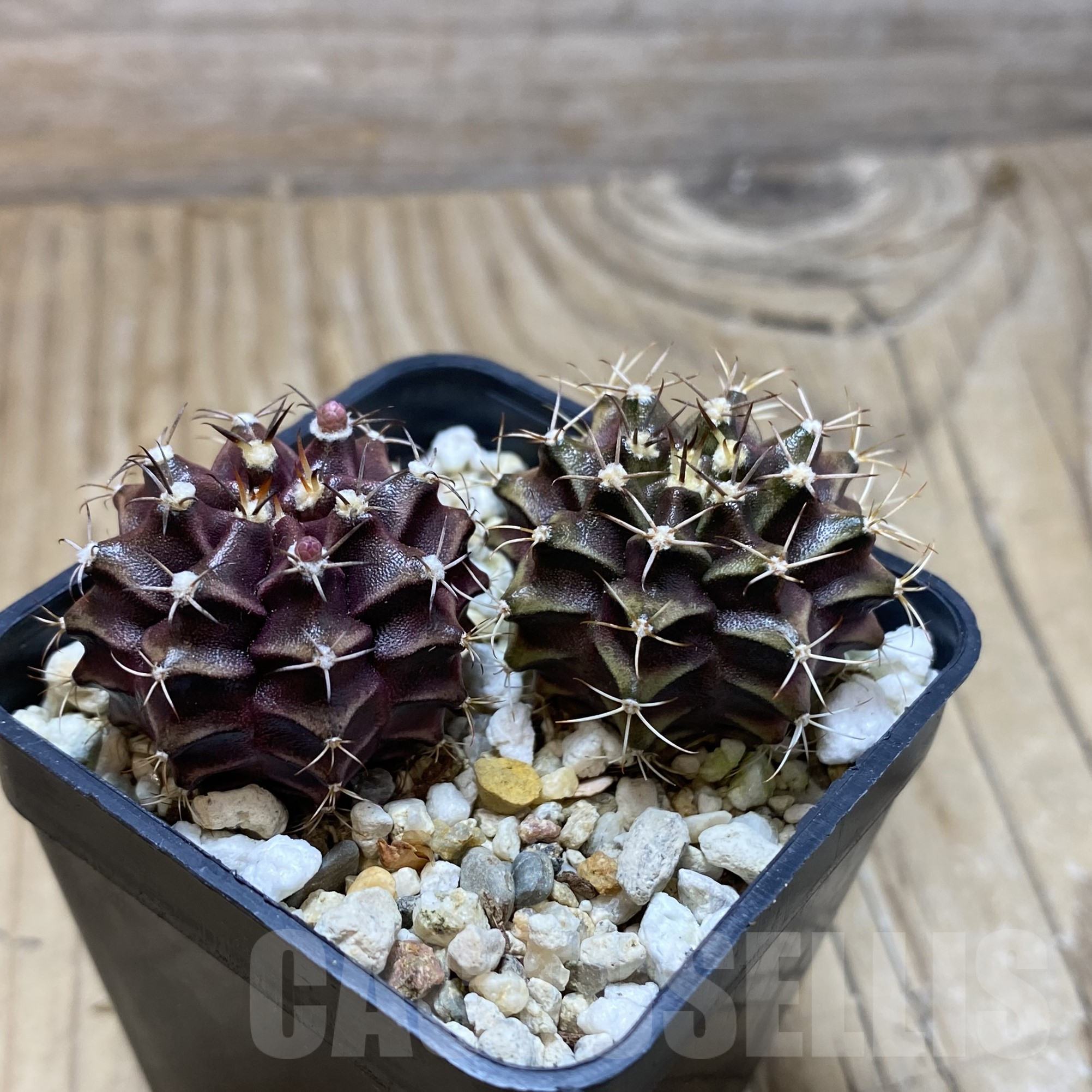 SH15578 Gymnocalycium mihanovichii 'Hibotan' hybrid, 2 plants - Image 2