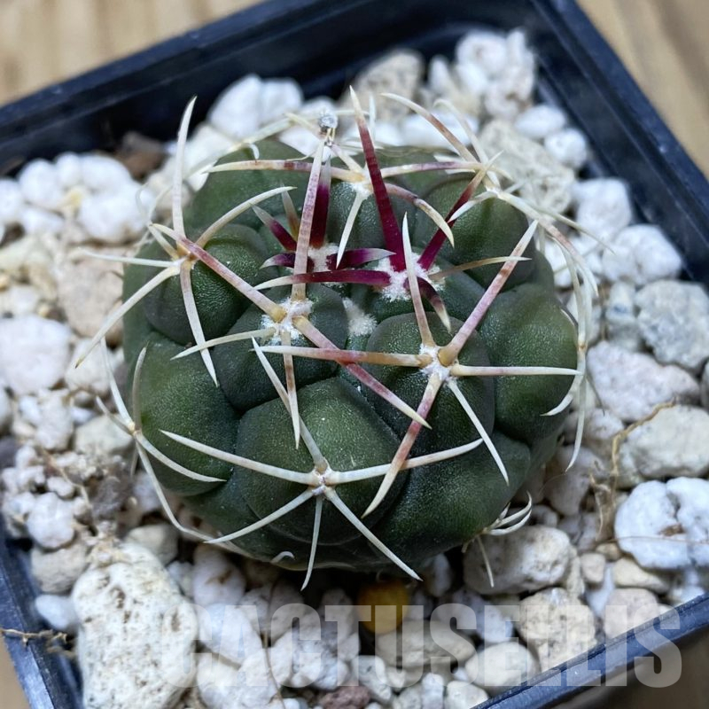 SH15581 Thelocactus hexaedrophorus -Rio Verde- 1100m