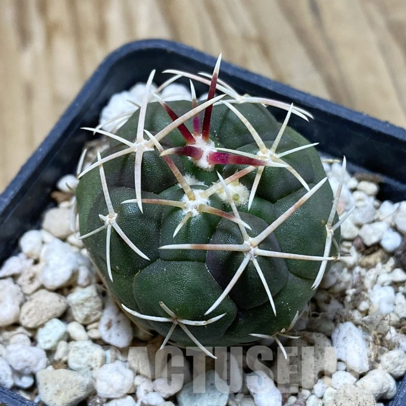 SH15582 Thelocactus hexaedrophorus -Rio Verde- 1100m