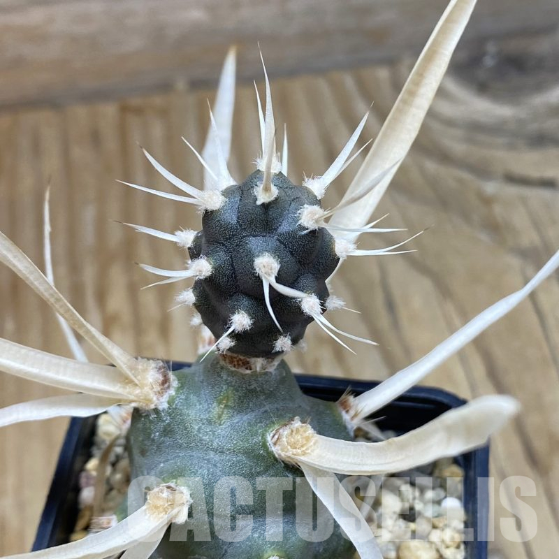 SH15583 Tephrocactus articulatus v. papyracanthus