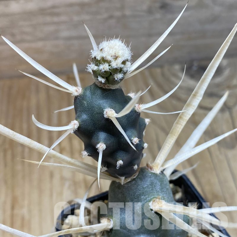 SH15584 Tephrocactus articulatus v. papyracanthus