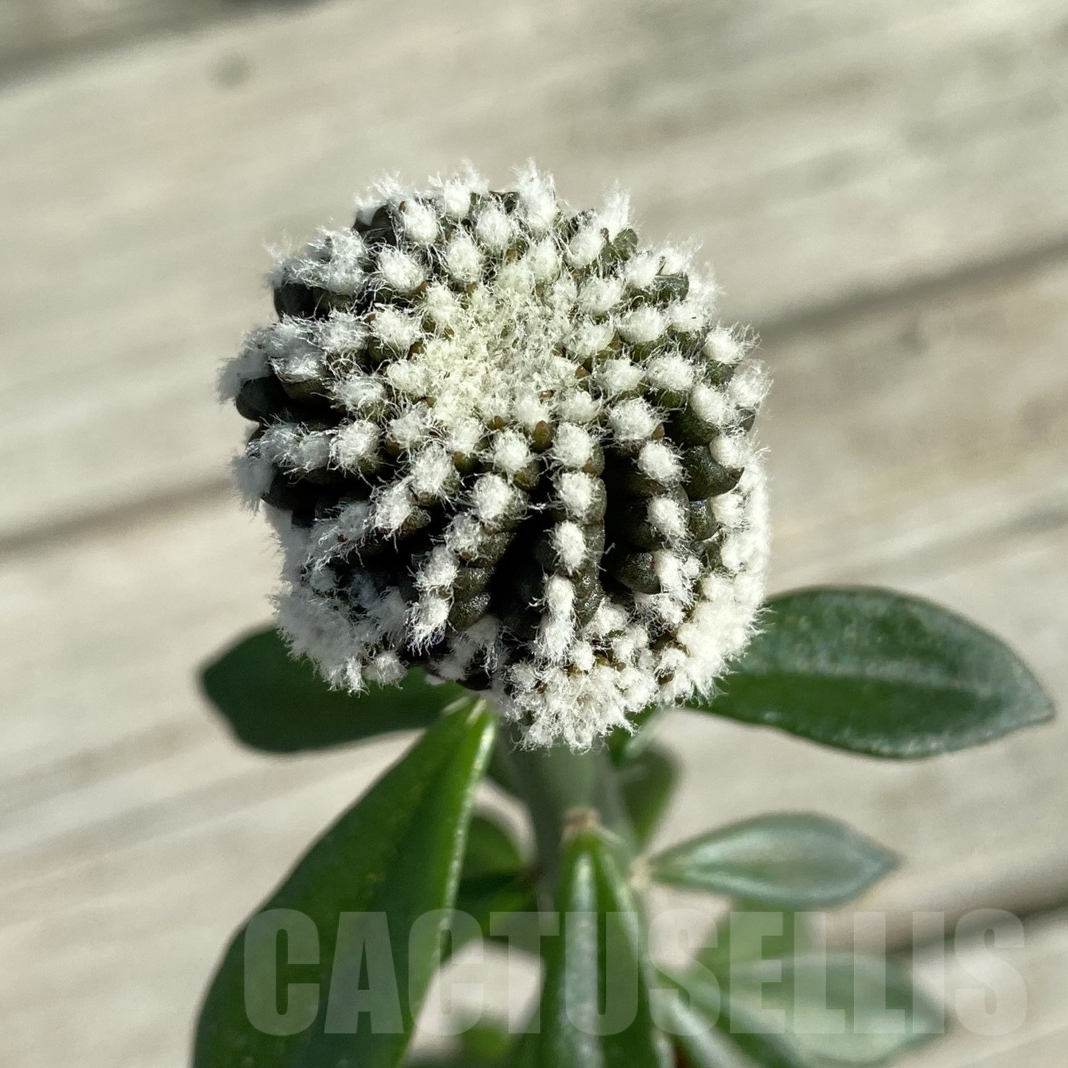 SH15587 Copiapoa tenuissima f. monstrosa, grafted
