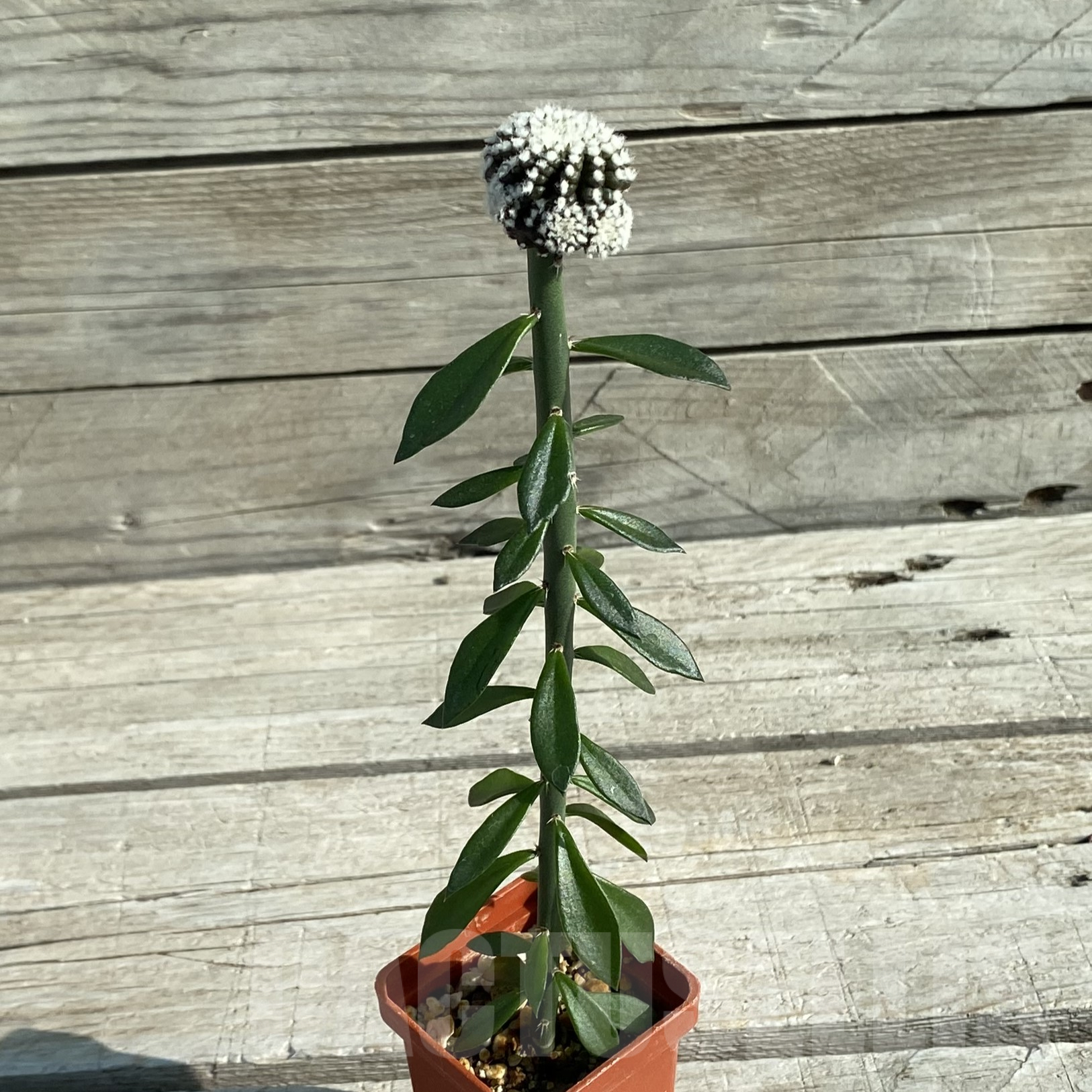 SH15587 Copiapoa tenuissima f. monstrosa, grafted - 画像 (2)