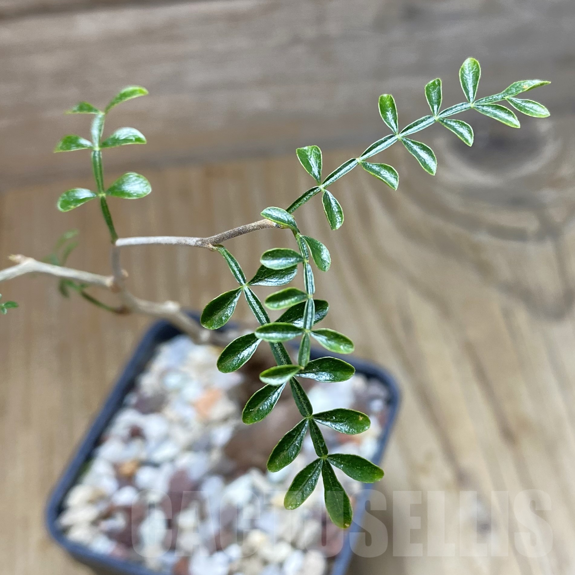 SH15591 Operculicarya decaryi