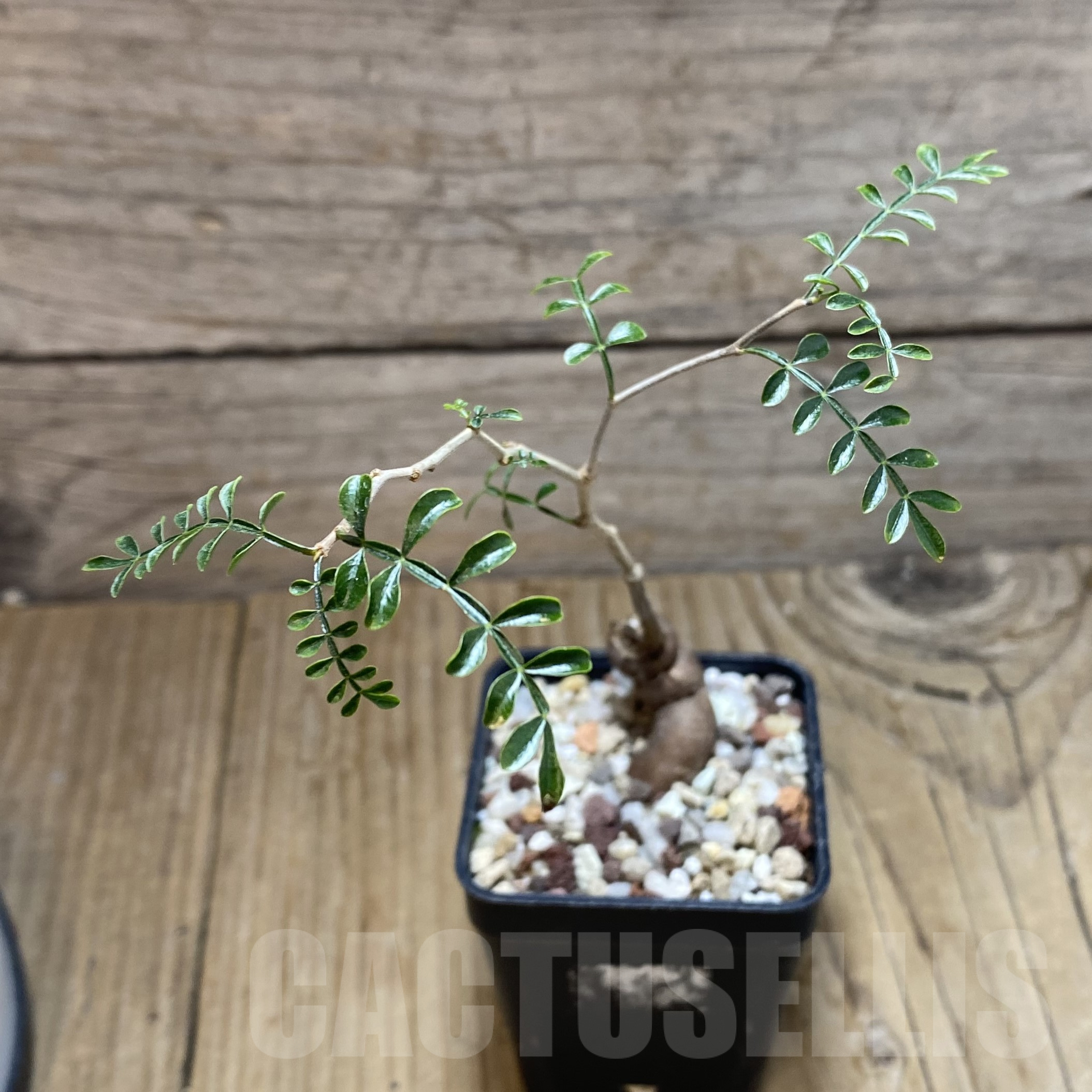 SH15591 Operculicarya decaryi - immagine 2