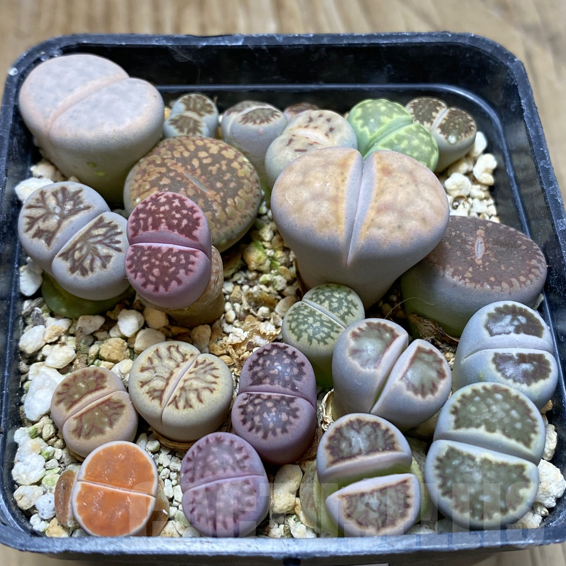 SH15593 Lithops mix