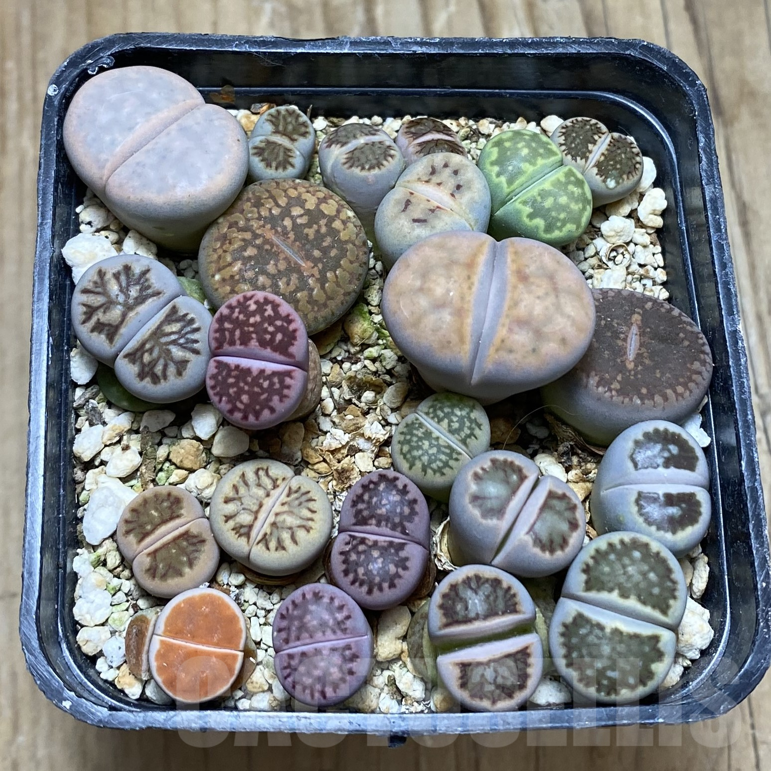 SH15593 Lithops mix - Image 2