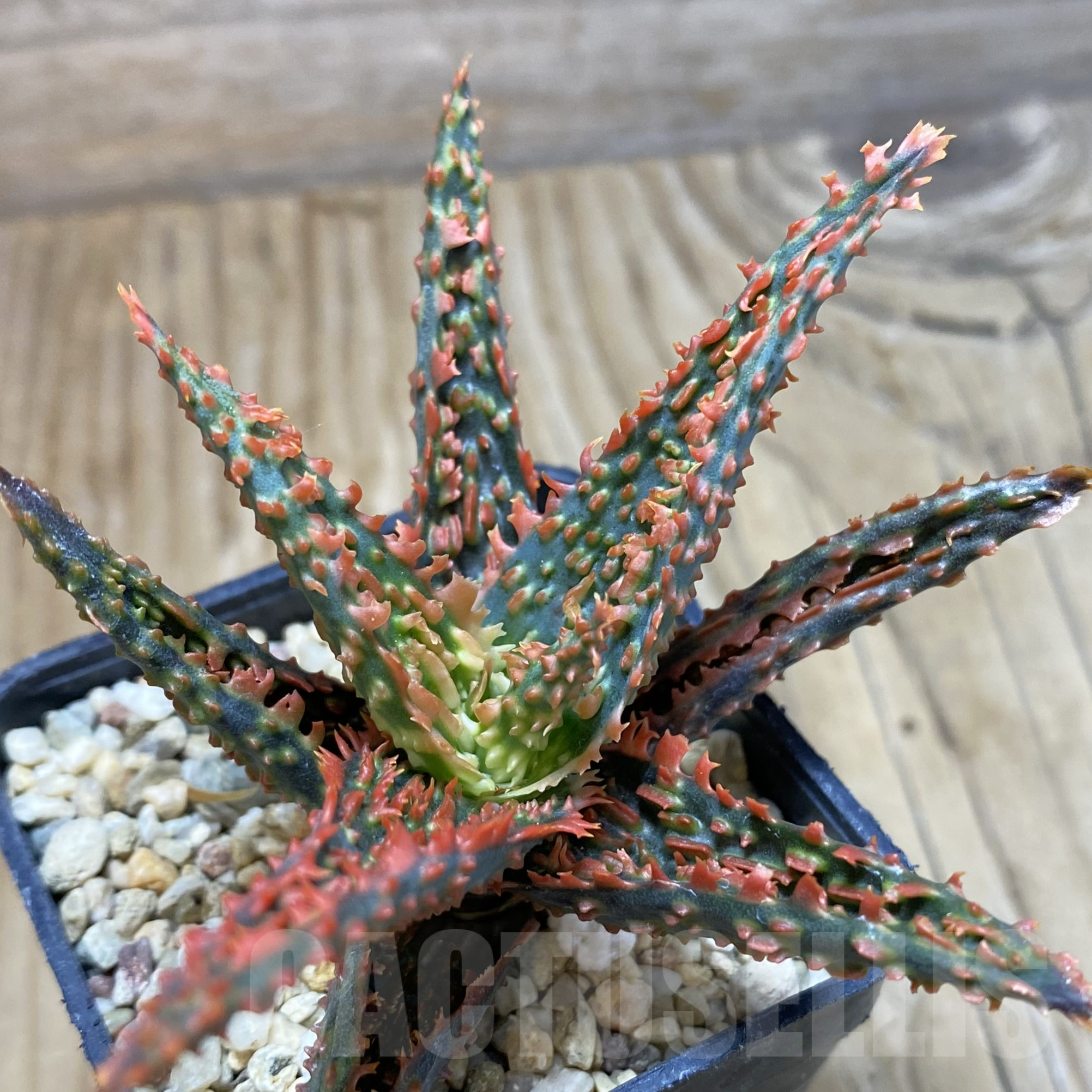 SH15597 Aloe TCT hybrid