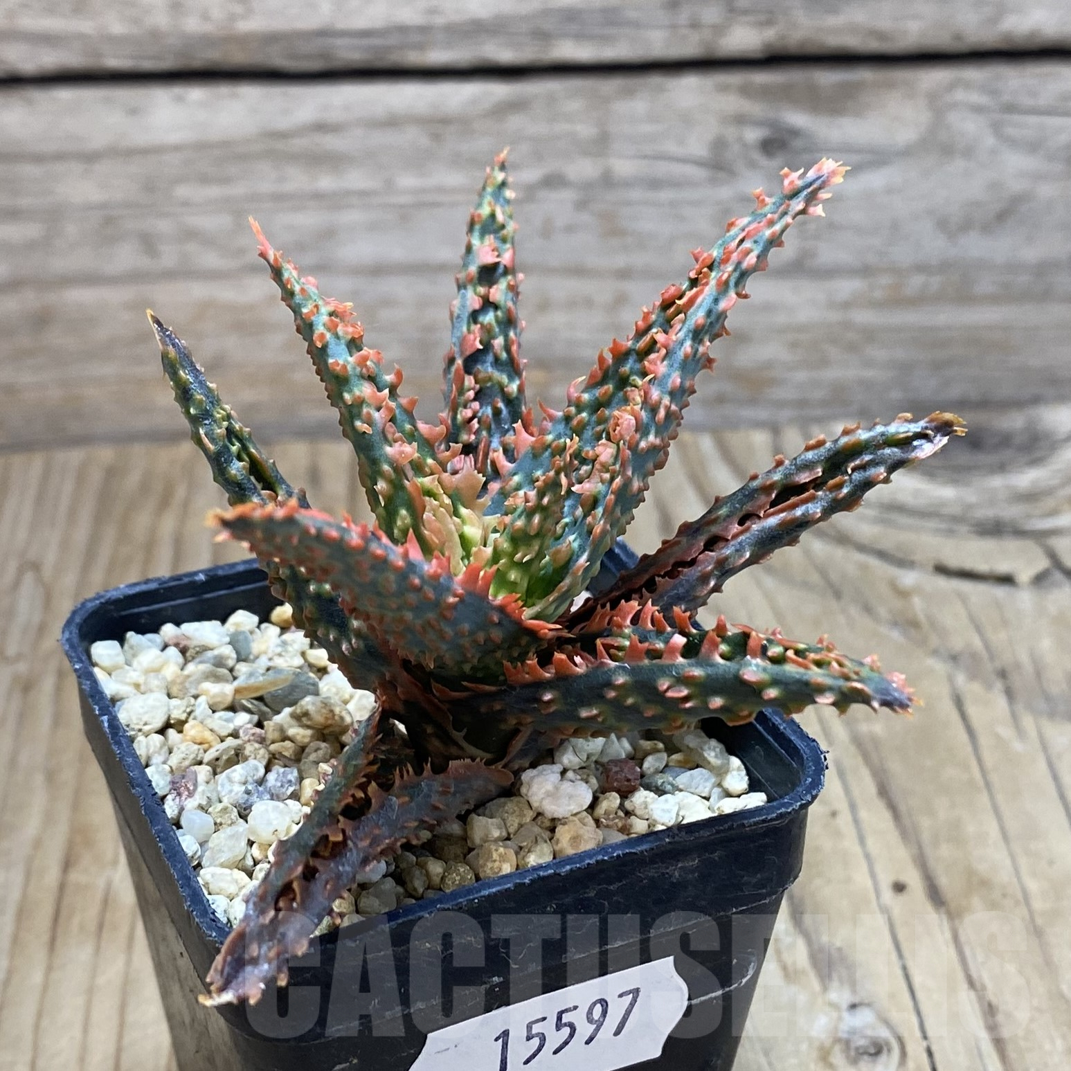 SH15597 Aloe TCT hybrid - immagine 2