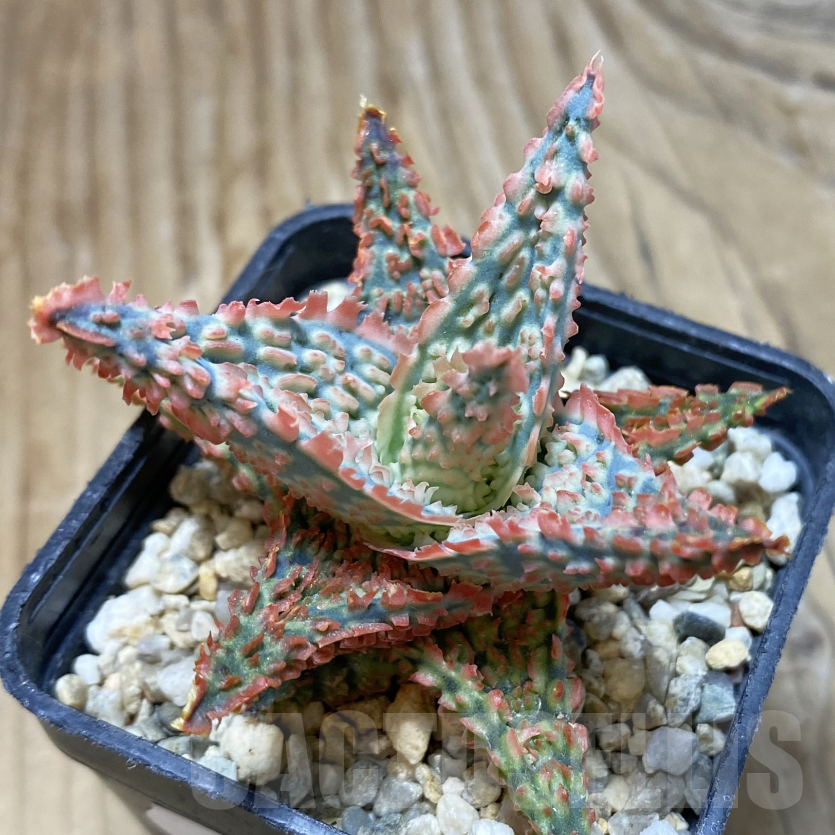 SH15598 Aloe TCT hybrid